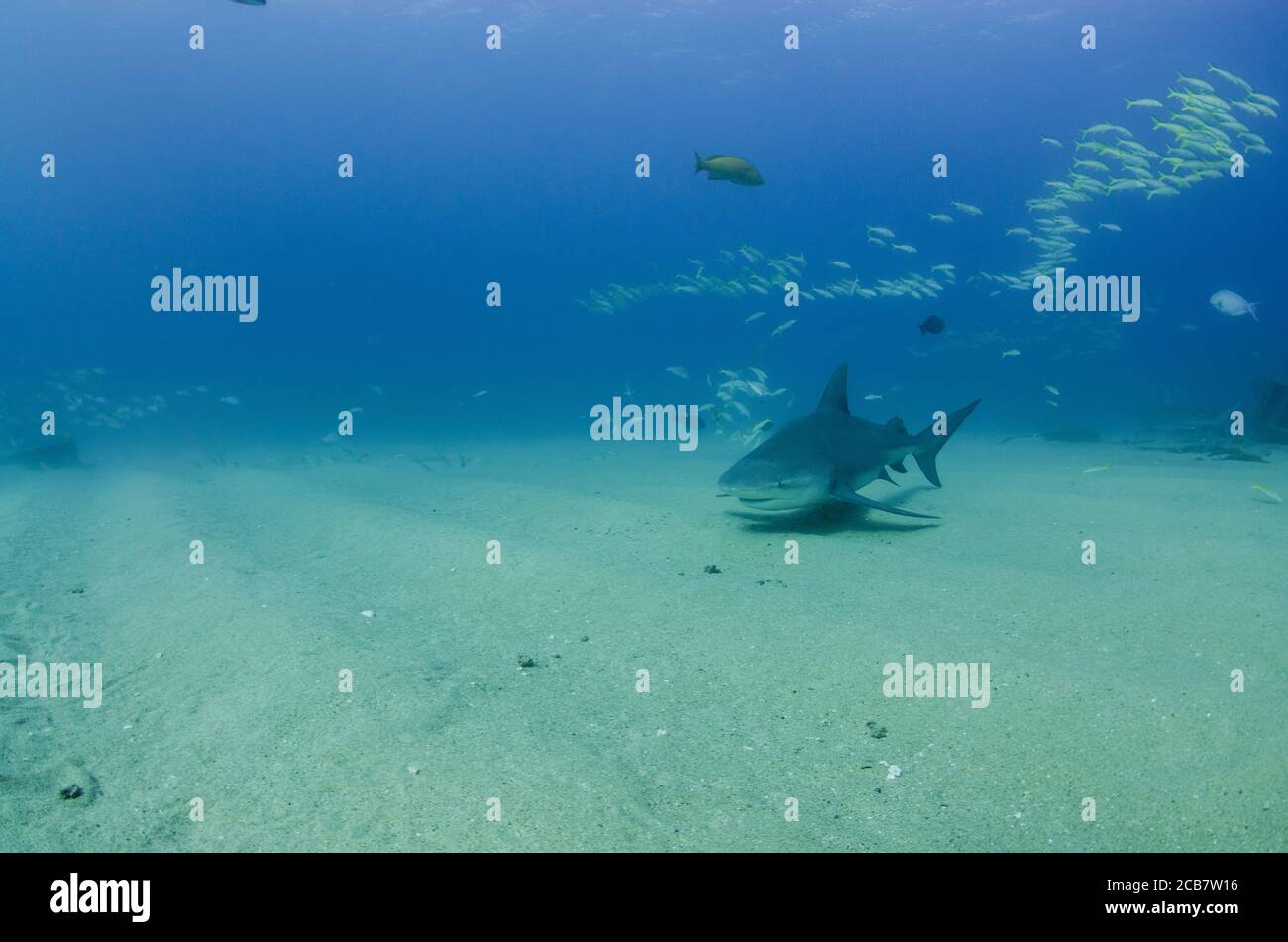 Bullenhai (Carcharhinus leucas). Riffe des Cortezer Meeres, Pazifischer Ozean. Cabo Pulmo, Baja California Sur, Mexiko. Das Aquarium der Welt. Stockfoto