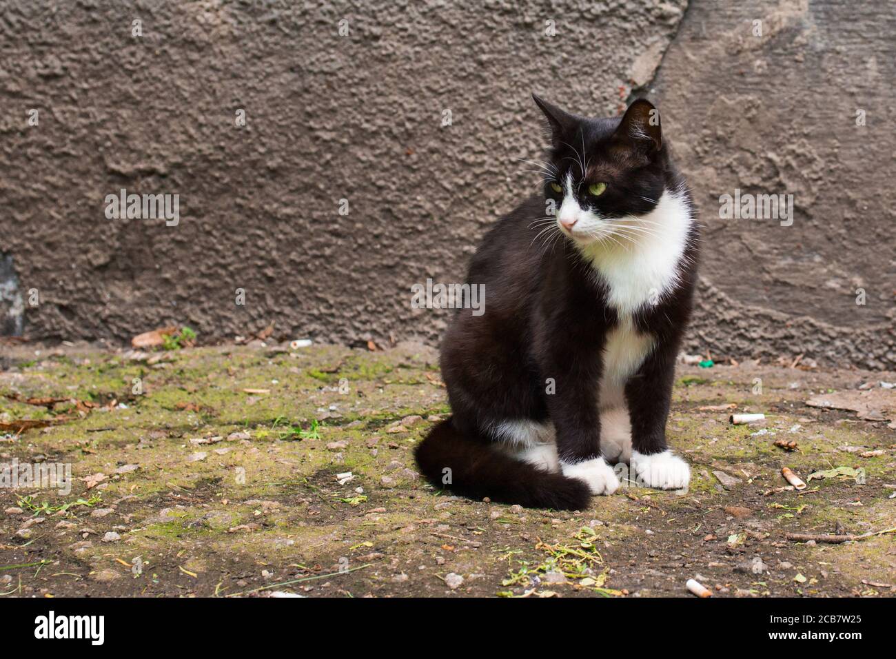 Porträt einer obdachlosen schwarz-weißen Katze unter sitzen Eine Wand eines Hauses zwischen verstreuten Zigaretten Konzept der Obdachlose Stadtbewohner Stockfoto