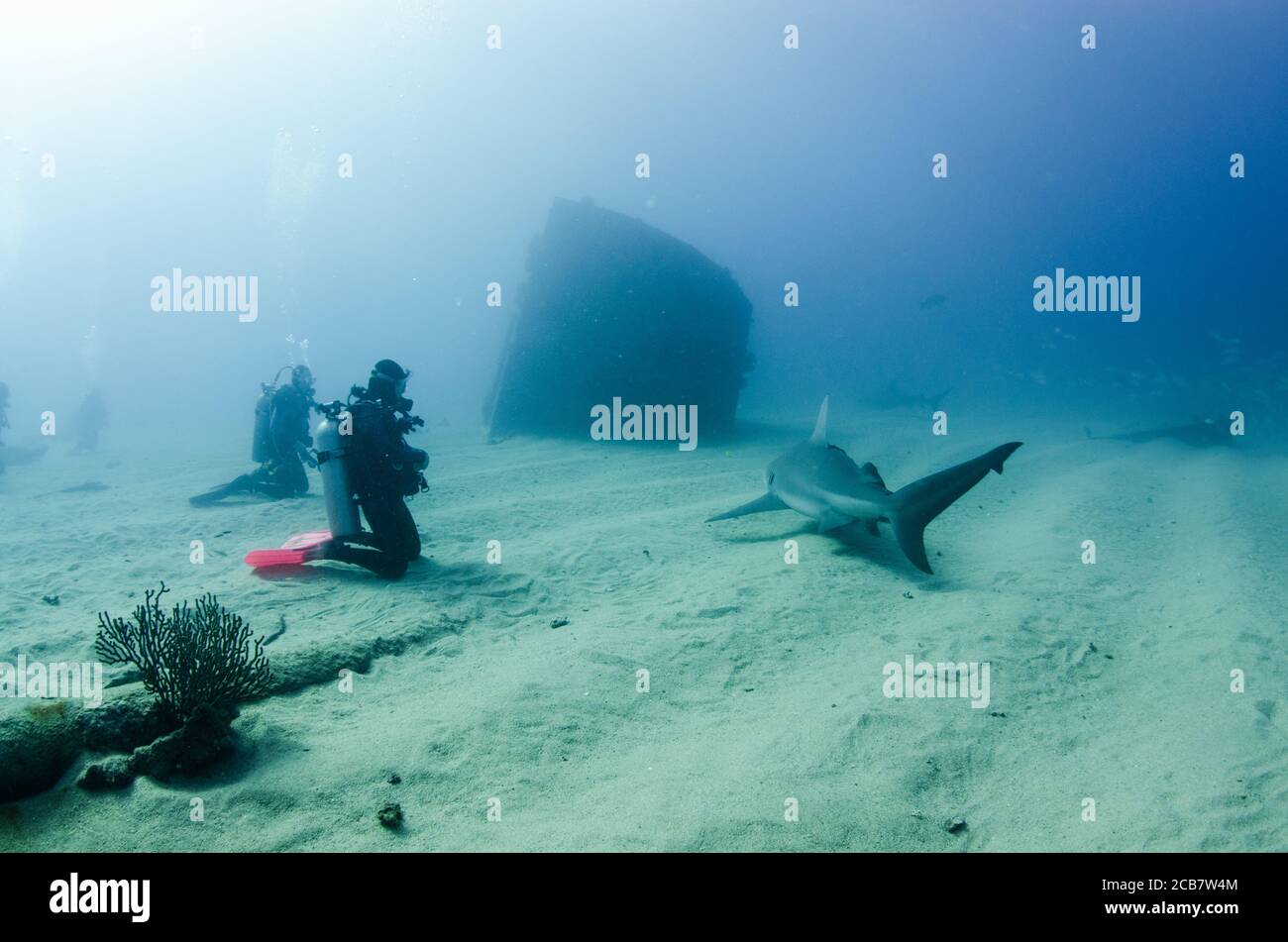 Bullenhai (Carcharhinus leucas) in Interaktion mit Tauchern. Riffe des Cortez-Meeres, Pazifischer Ozean. Cabo Pulmo, Baja California Sur, Mexiko. Stockfoto