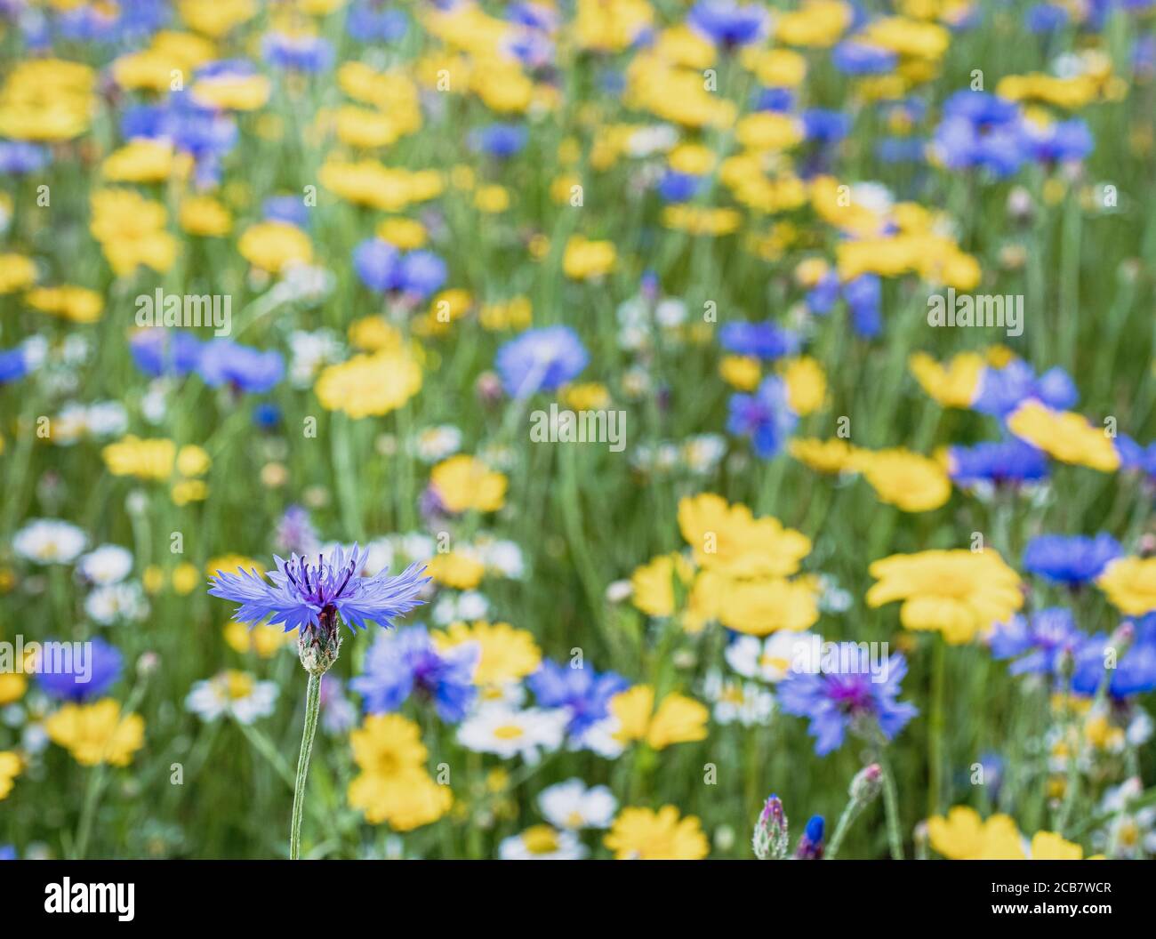 Bachelors Button, Centaurea Cyanus, EIN Feld von englischen Wiesenblumen, einschließlich Bachelor-Knöpfe, Kornblumen und verschiedene Sorten von Daisen. Stockfoto