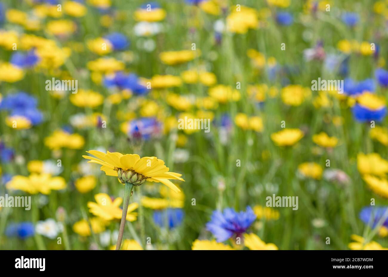Gänseblümchen, Gelbe Blume wächst im Freien in einem Feld von englischen Wiesenblumen, einschließlich Bachelor-Knöpfe, Kornblumen und verschiedene Sorten von Daisen. Stockfoto