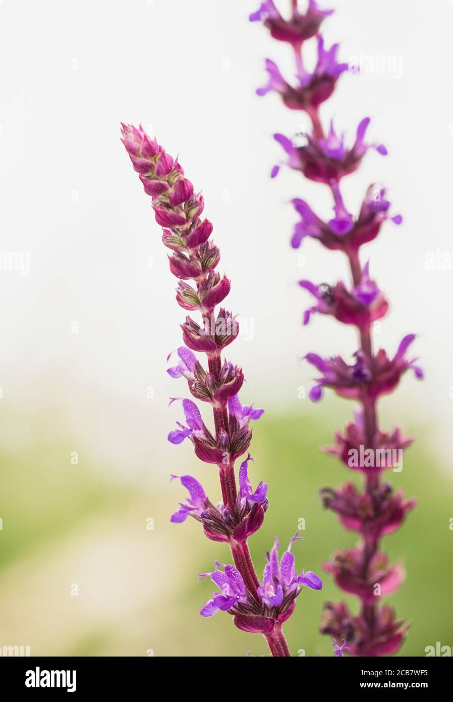 Einjähriger Clary, Salvia Viridis, lila gefärbte Blumen wachsen im Freien. Stockfoto