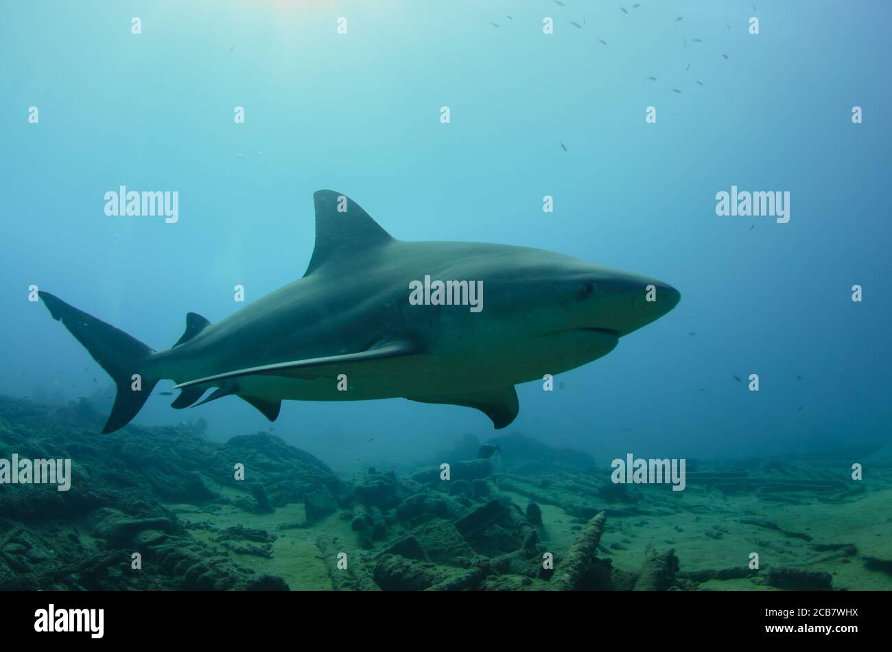 Bullenhai (Carcharhinus leucas). Riffe des Cortezer Meeres, Pazifischer Ozean. Cabo Pulmo, Baja California Sur, Mexiko. Das Aquarium der Welt. Stockfoto