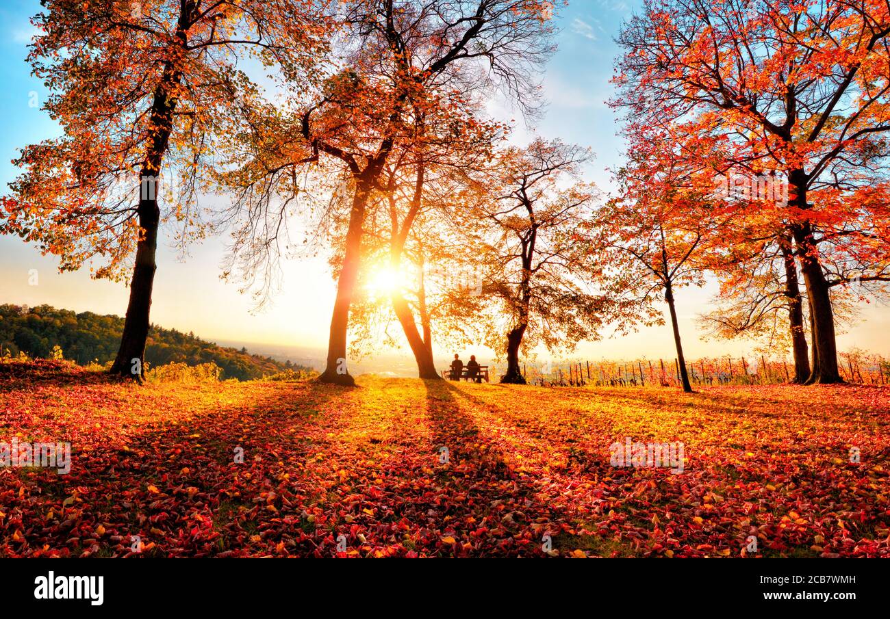 Herbstlandschaft mit goldenem Sonnenlicht in einem Park, mit blauem Himmel, der Sonne, Bäumen, die Schatten werfen als führende Linien und viel rotem Laub Stockfoto