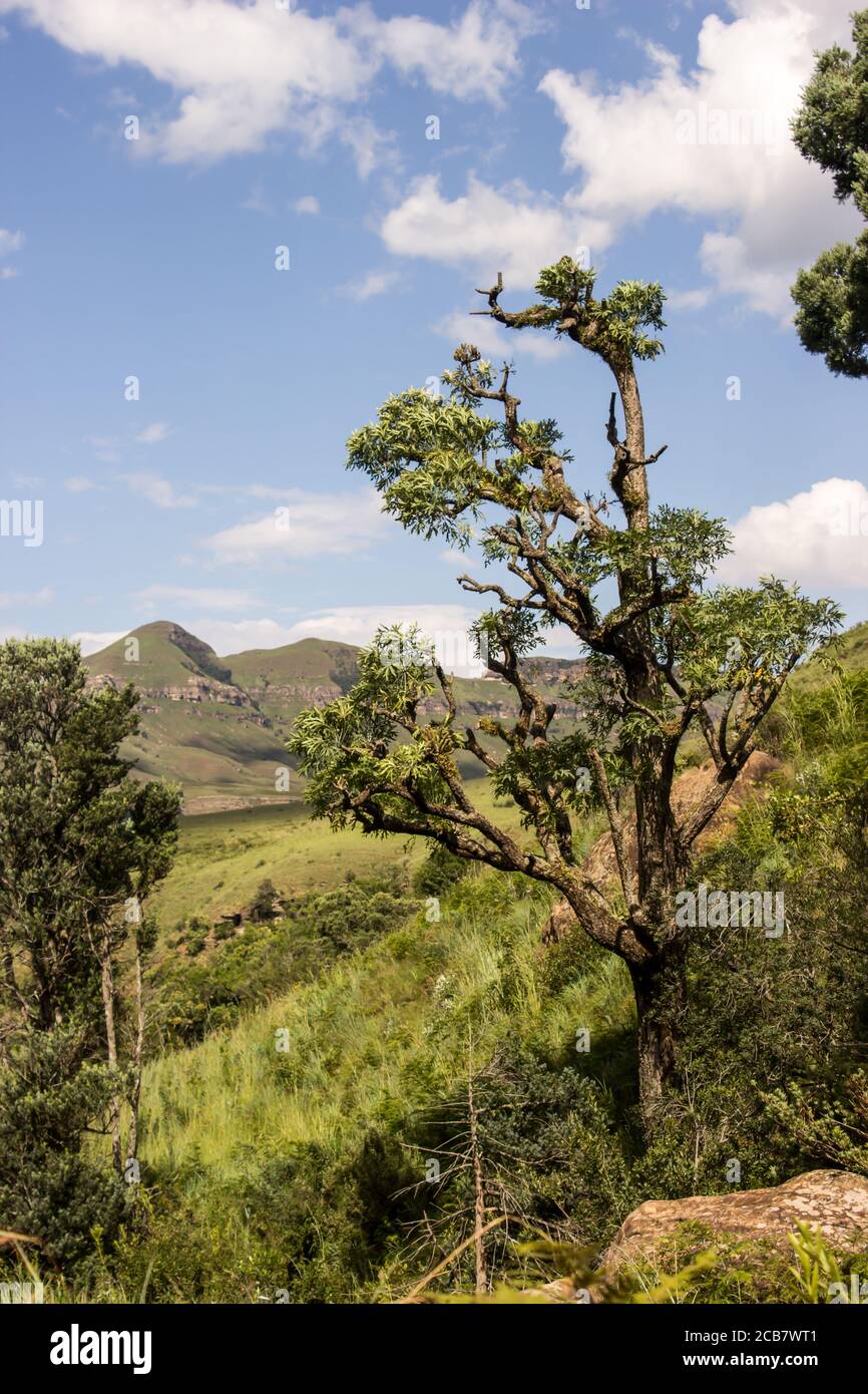 Ein großer, wettergedachtetes Bergkohlebaum, Cussonia Paniculata, in der Tugela-Schlucht, Drakensberg, Südafrika Stockfoto