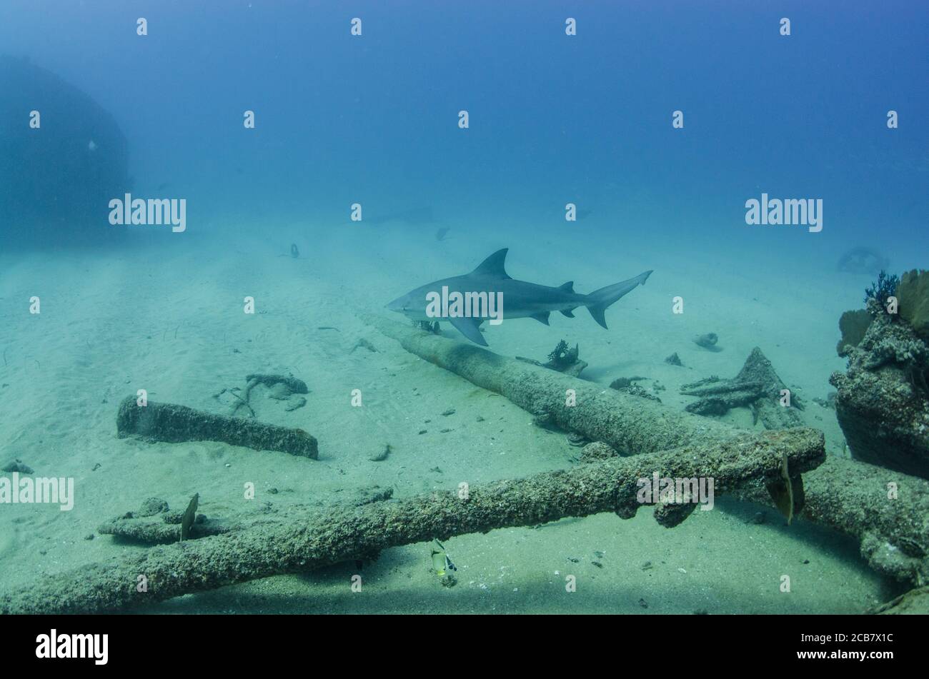 Bullenhai (Carcharhinus leucas). Riffe des Cortezer Meeres, Pazifischer Ozean. Cabo Pulmo, Baja California Sur, Mexiko. Das Aquarium der Welt. Stockfoto