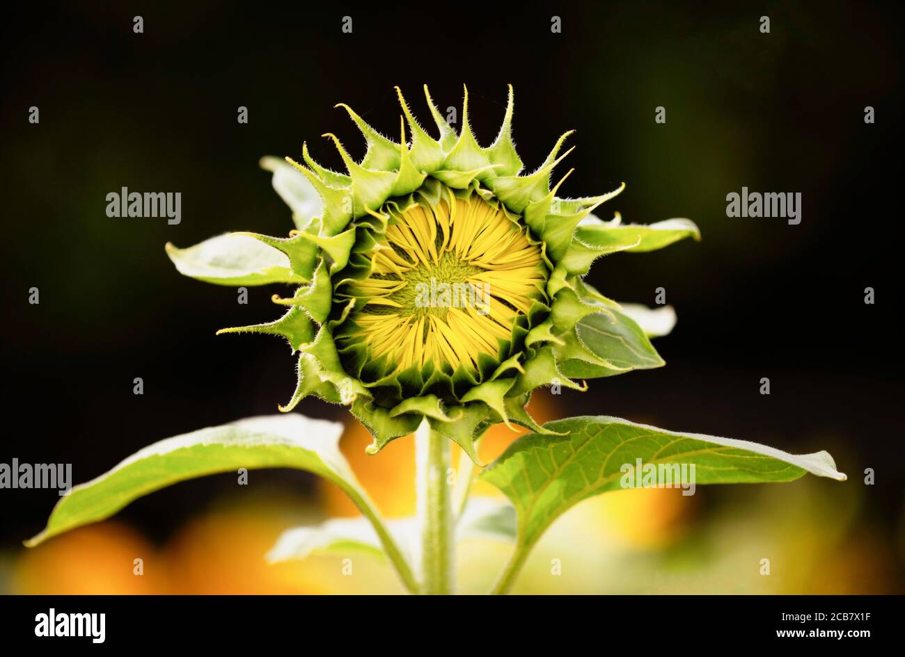 Sonnenblume, Helianthus, Ungeöffnete Sonnenblumen Köpfe wachsen im Freien. Stockfoto