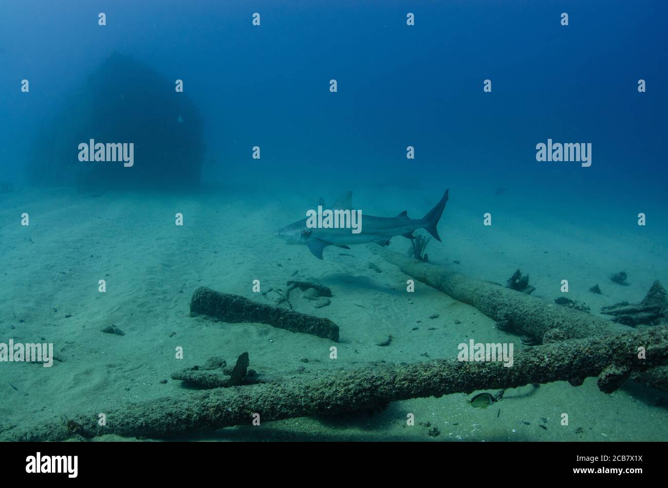 Bullenhai (Carcharhinus leucas). Riffe des Cortezer Meeres, Pazifischer Ozean. Cabo Pulmo, Baja California Sur, Mexiko. Das Aquarium der Welt. Stockfoto