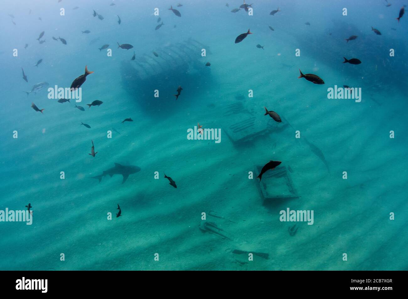 Bullenhai (Carcharhinus leucas). Riffe des Cortezer Meeres, Pazifischer Ozean. Cabo Pulmo, Baja California Sur, Mexiko. Das Aquarium der Welt. Stockfoto