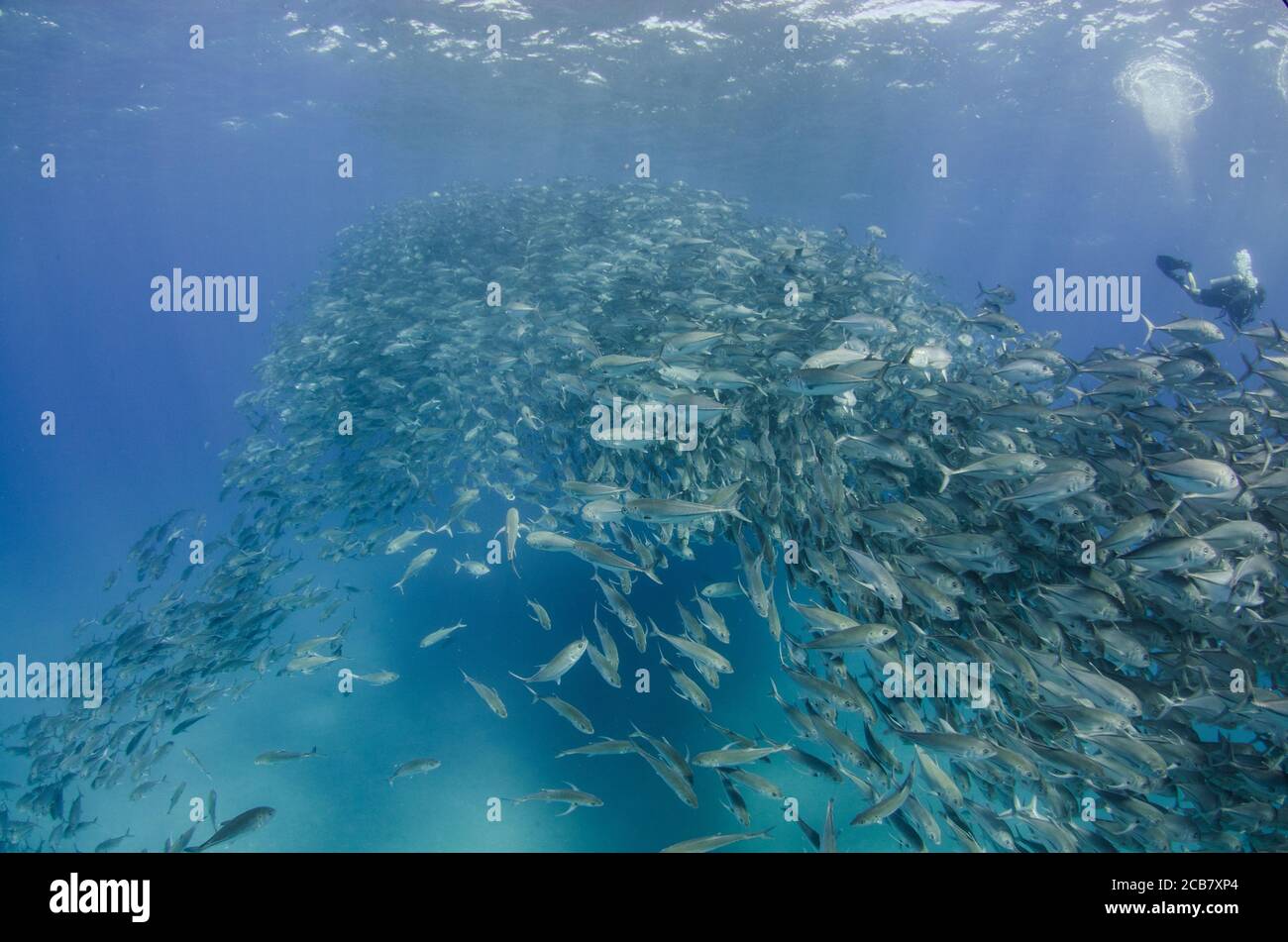 Big Eye Trevally Jack, (Caranx sexfasciatus) Forming eine Schule, Köder Ball oder Tornado. Cabo Pulmo Nationalpark. Baja California Sur, Mexiko. Stockfoto