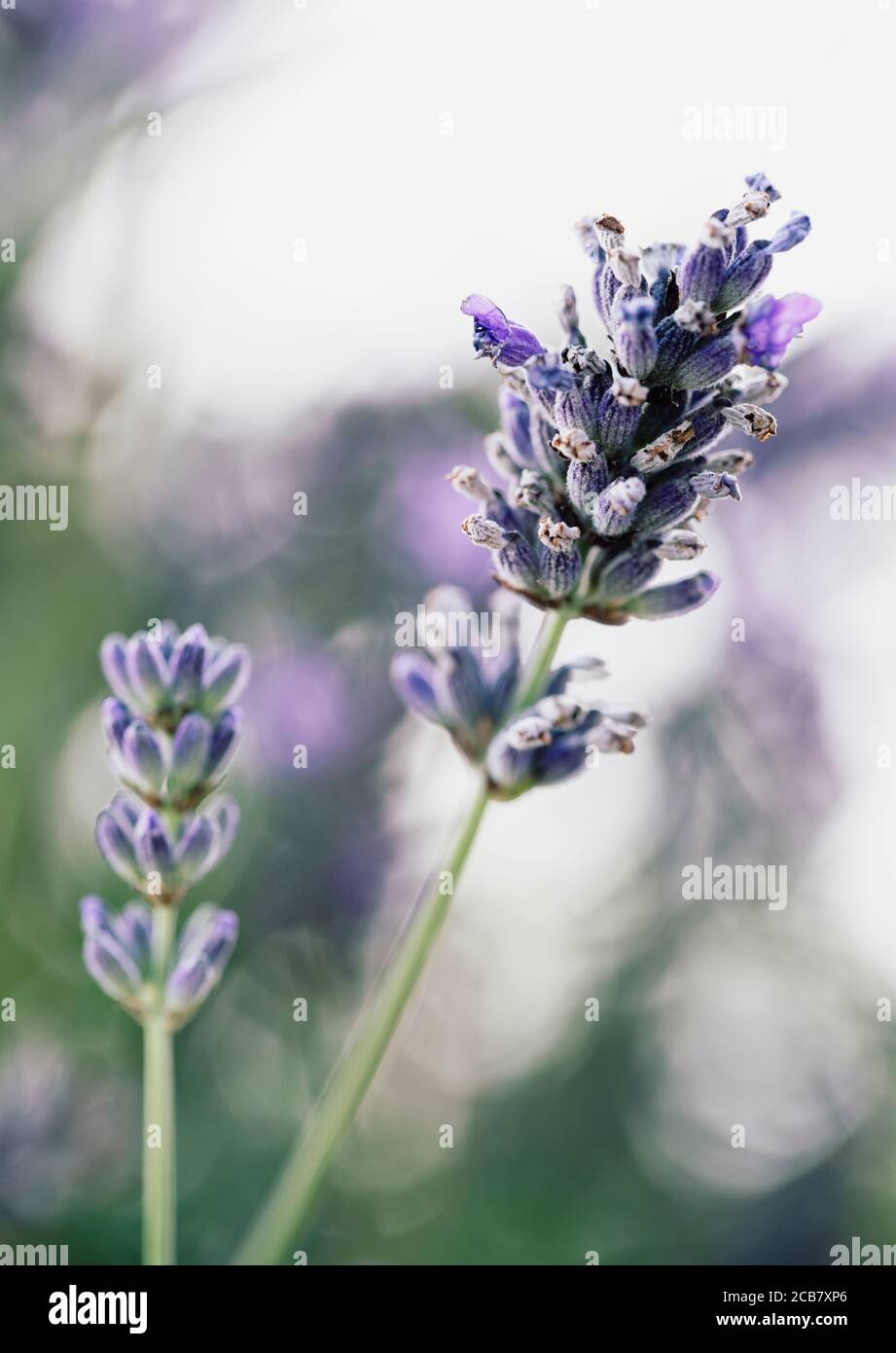 Lavendel, Lavabdula, Mauved farbige Blumen wachsen im Freien. Stockfoto