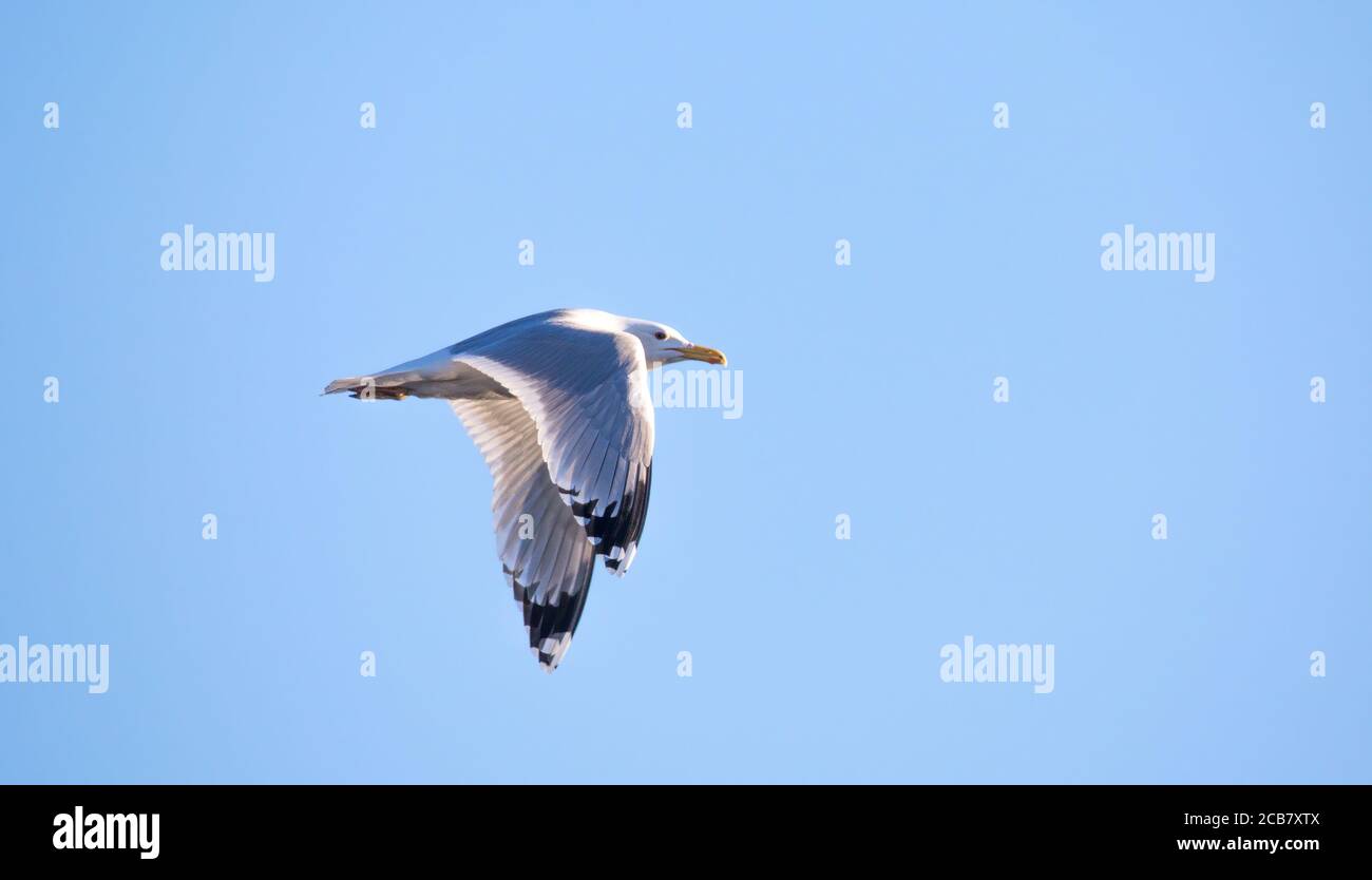 Wildlife Hintergrund der Larus cachinnans Möwe fliegt über den Himmel, Phase des Fluges. Das beste Foto. Stockfoto