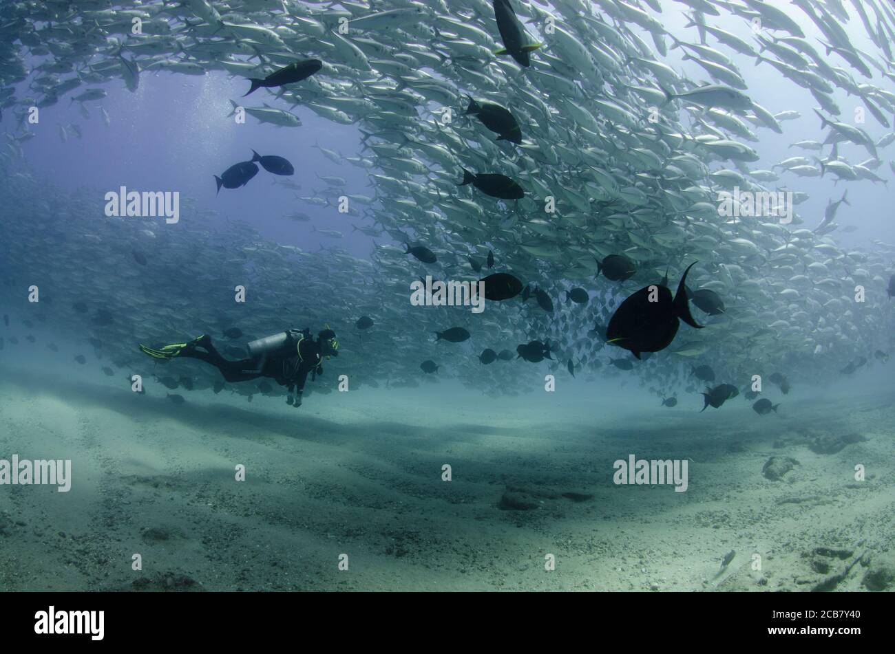 Big Eye Trevally Jack, (Caranx sexfasciatus) Forming eine Schule, Köder Ball oder Tornado. Cabo Pulmo Nationalpark. Baja California Sur, Mexiko. Stockfoto