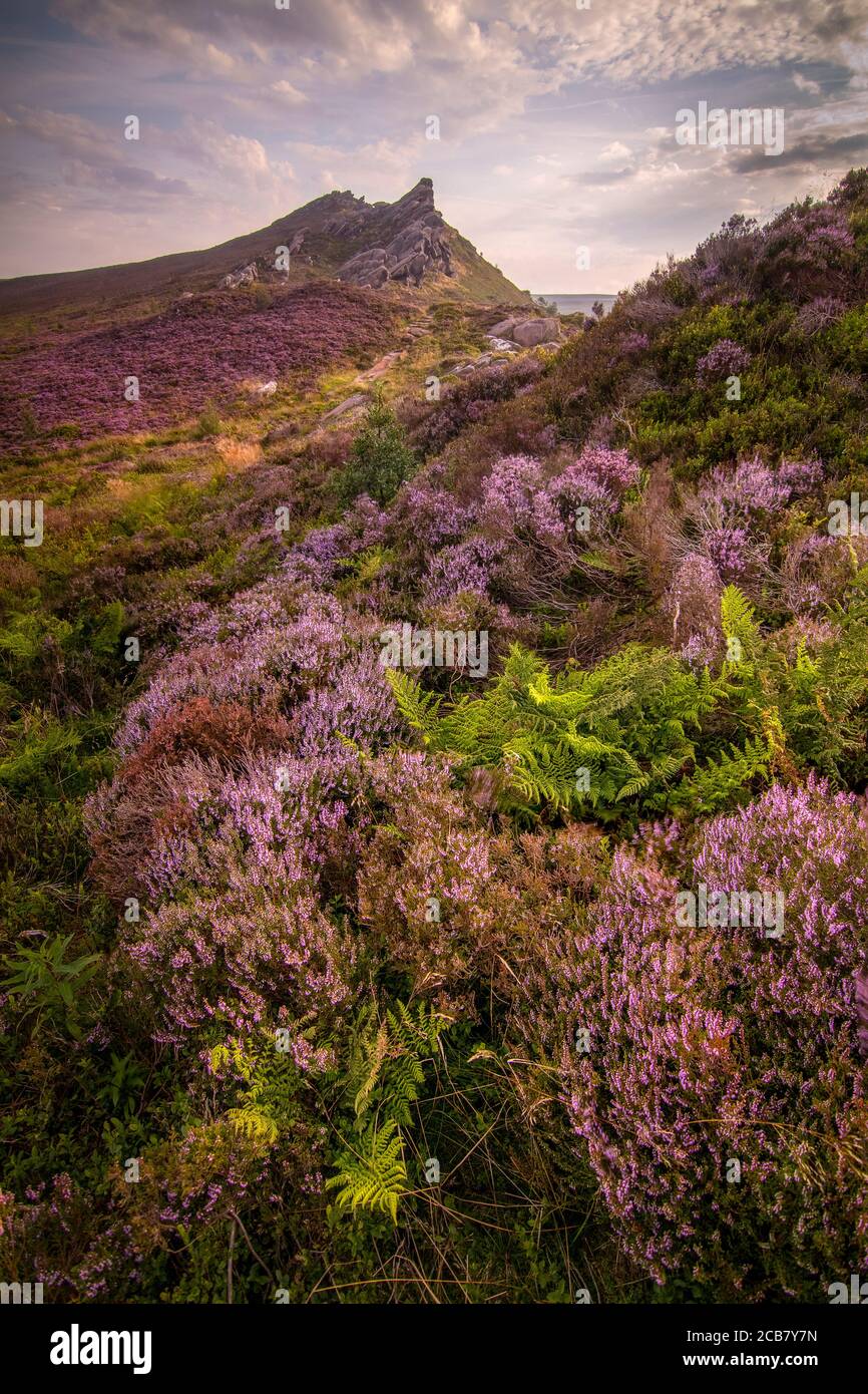 Morgenlicht auf violettem Heidekraut und grünen Farnen in Ramshaw Rocks im britischen Peak District National Park. Stockfoto