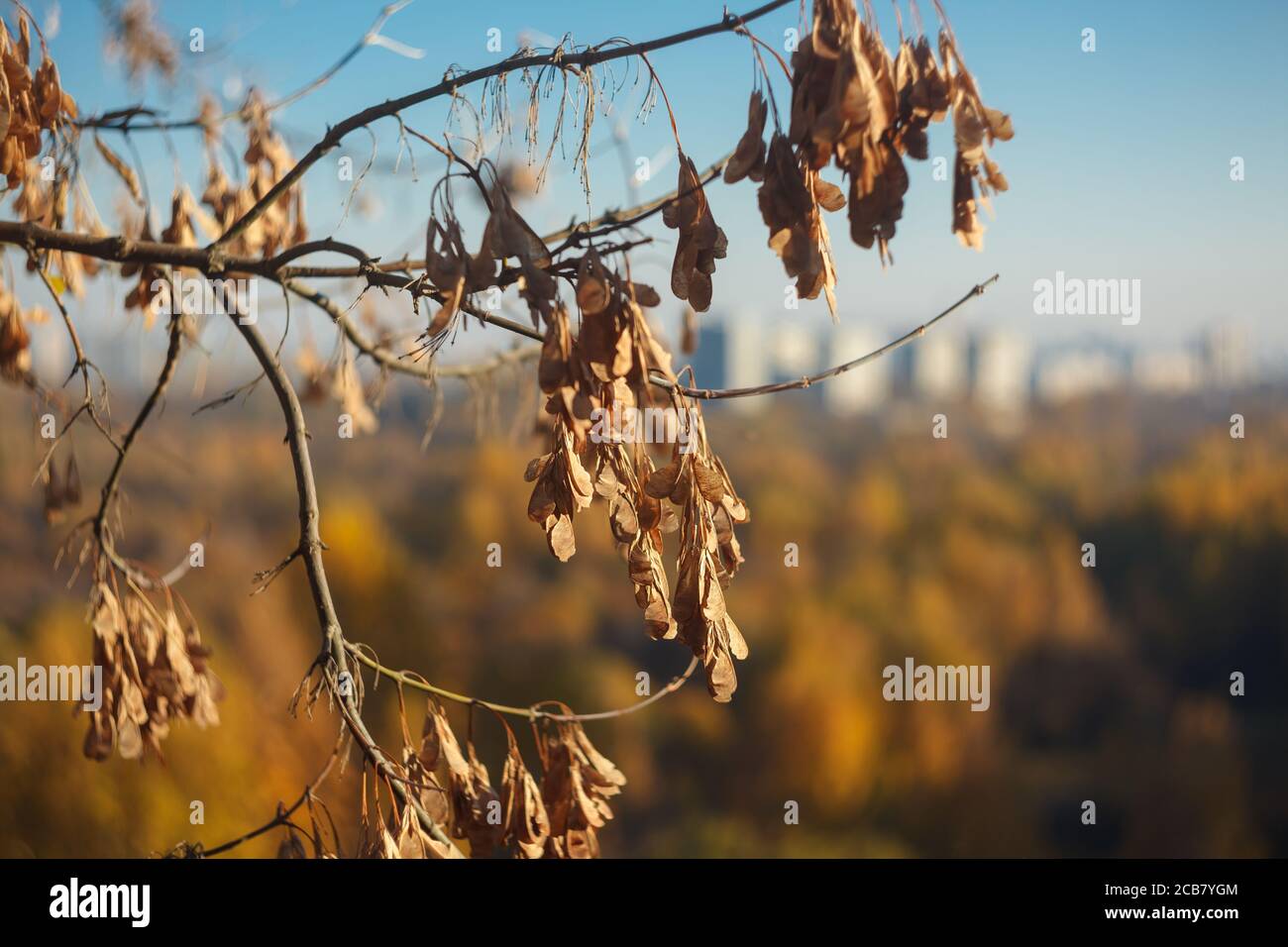Trockene braune Kätzchen, die im Herbst an einem Baumzweig hängen Wald Stockfoto