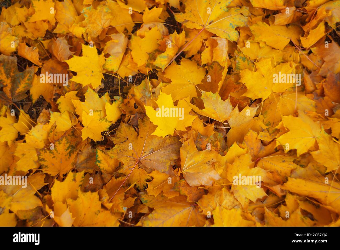 Gelbes Ahornblatt, das im Herbst auf dem Boden liegt Mit selektivem Fokus Stockfoto