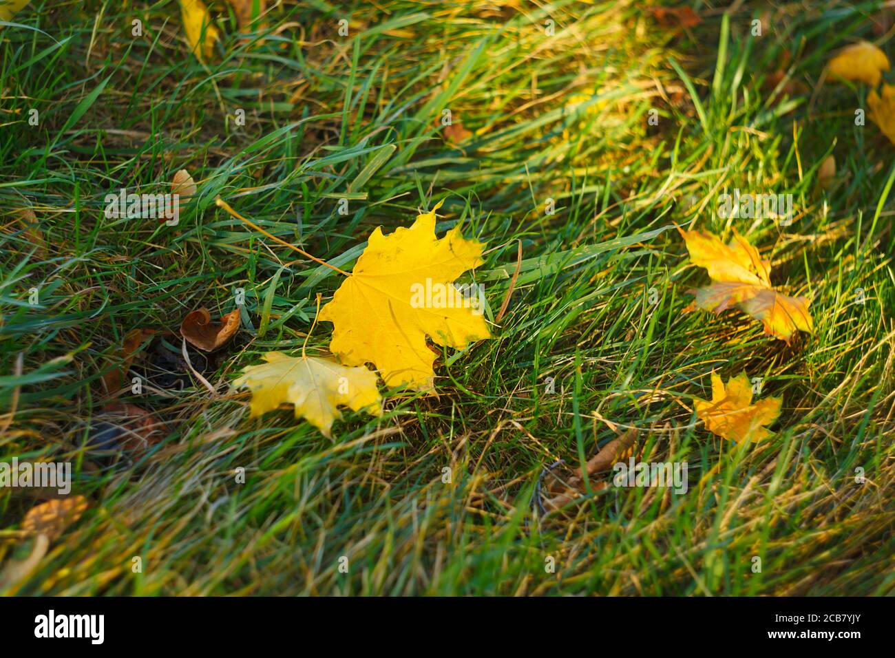Gelbes Ahornblatt auf grünem Rasen am sonnigen Herbsttag Stockfoto
