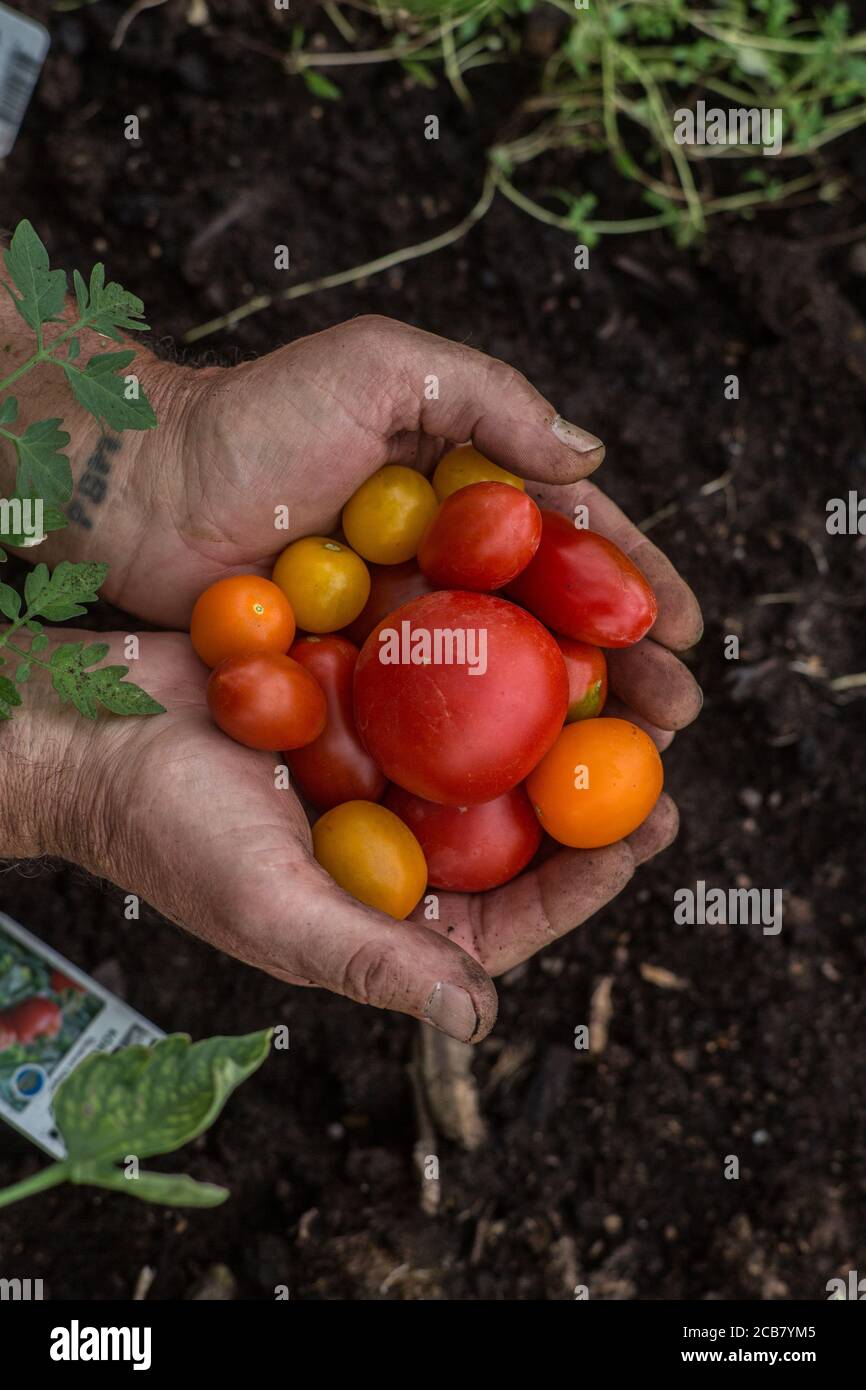 Draufsicht auf Hände, die kleine Kirschtomaten in einem halten Gewächshaus Stockfoto