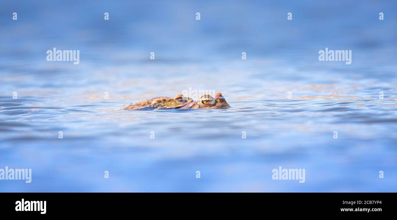 Paarung zwei Frösche, ein Frosch schläft, Froschliebe im FrühlingDas beste Foto. Stockfoto