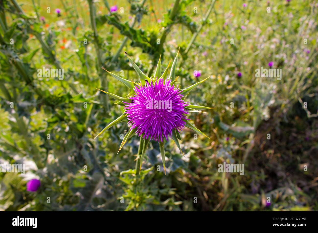 Onopordum acanthium, Magareci trn, blühende Pflanze Stockfoto