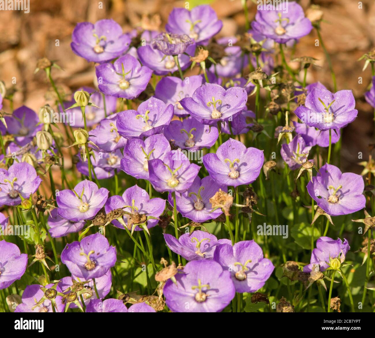 Die Campanula amantha' Stockfoto