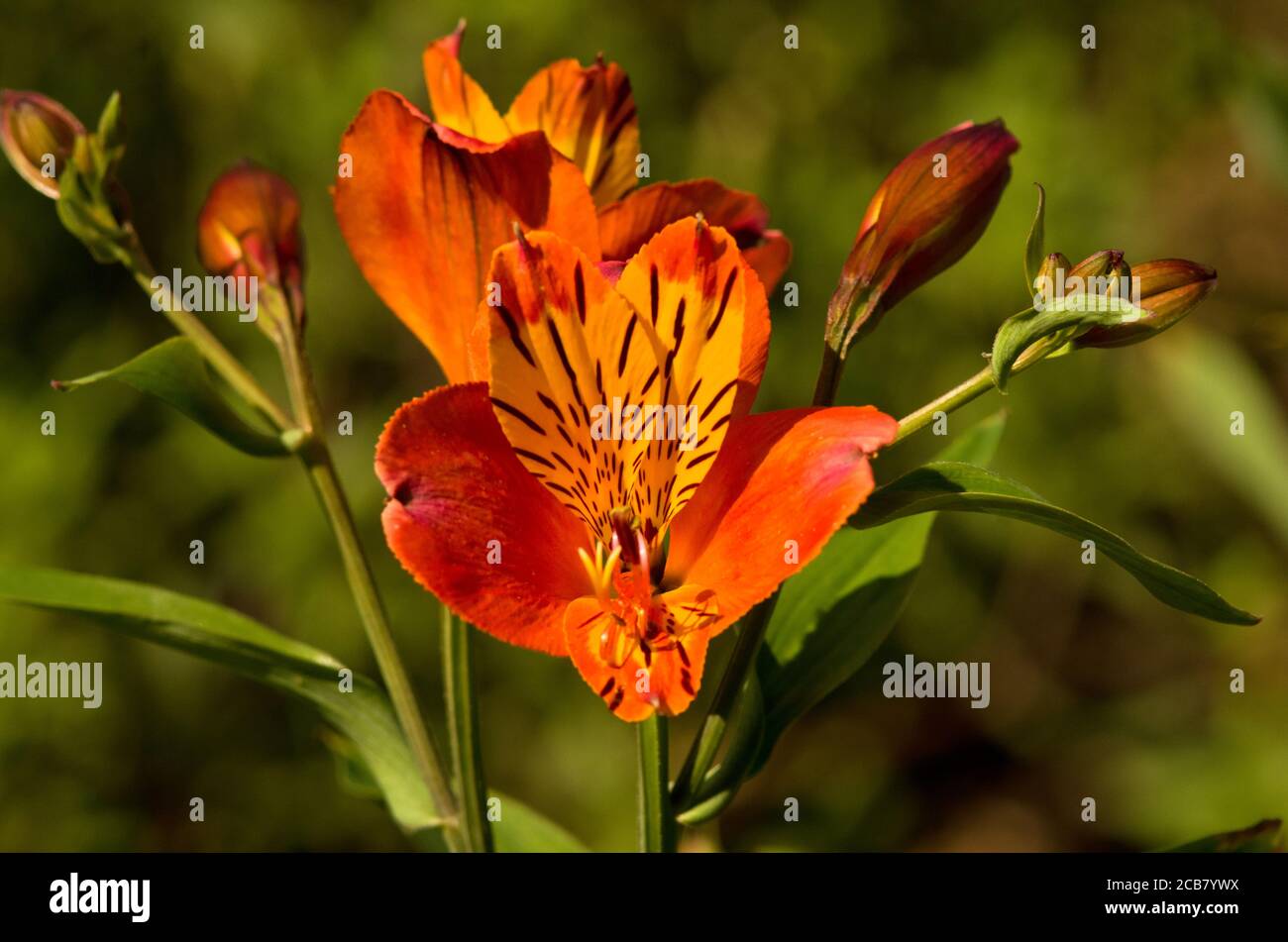 Alstroemeria Orange Glory Stockfoto