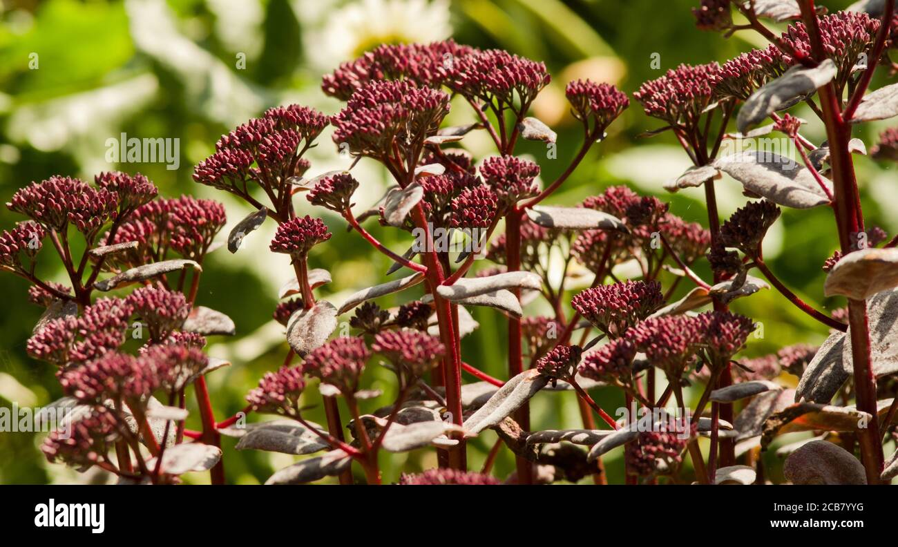 Hylotephium tephium 'Touchdown Teak' Stockfoto