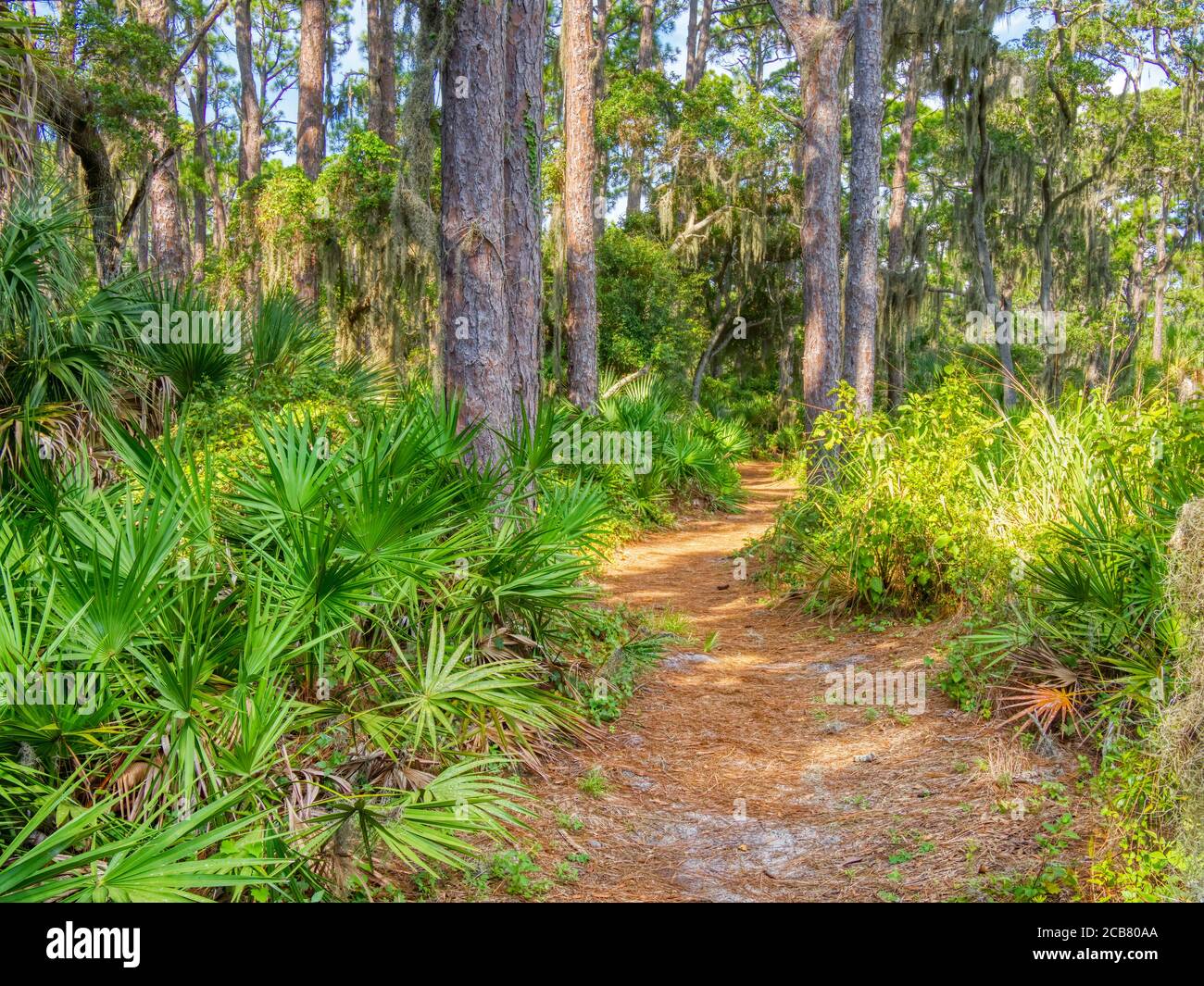 South Creek Nature Trail im Oscar Scherer State Park in Osprey Florida in den Vereinigten Staaten Stockfoto
