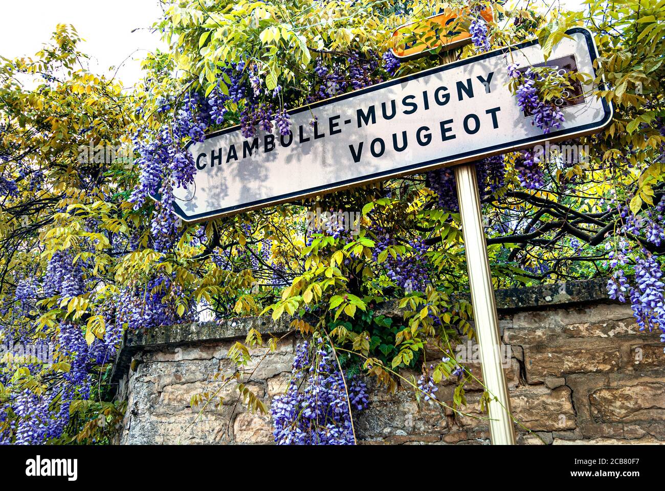 VOUGEOT CHAMBOLLE MUSIGNY Road Schild auf der Route des Grands Crus für Chambolle-Musigny und Vougeot umgeben von Glyzinia Cote d'Or Burgund Frankreich Stockfoto