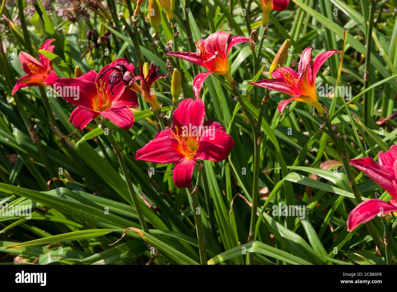 Hemerocallis 'Mountain Laurel' Stockfoto