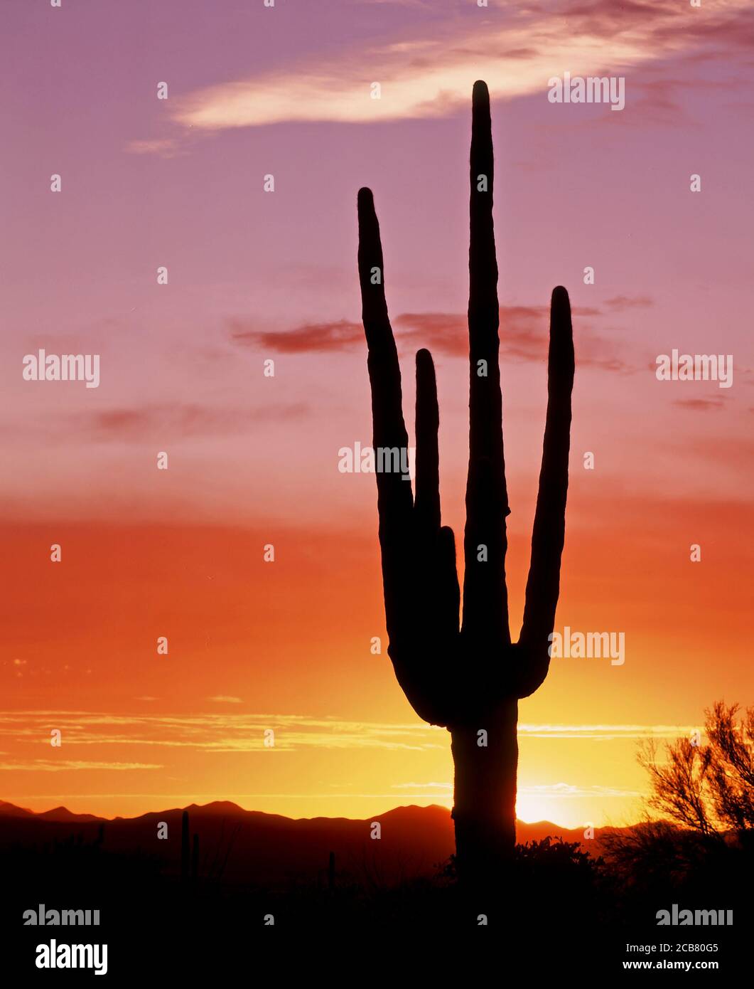 Cactua silhouetted aganist ein Sonnenuntergang Himmel, in Organ Pipe Cactus National Monument in der Sonoran Wüste im Süden von Arizona in den Vereinigten Staaten Stockfoto
