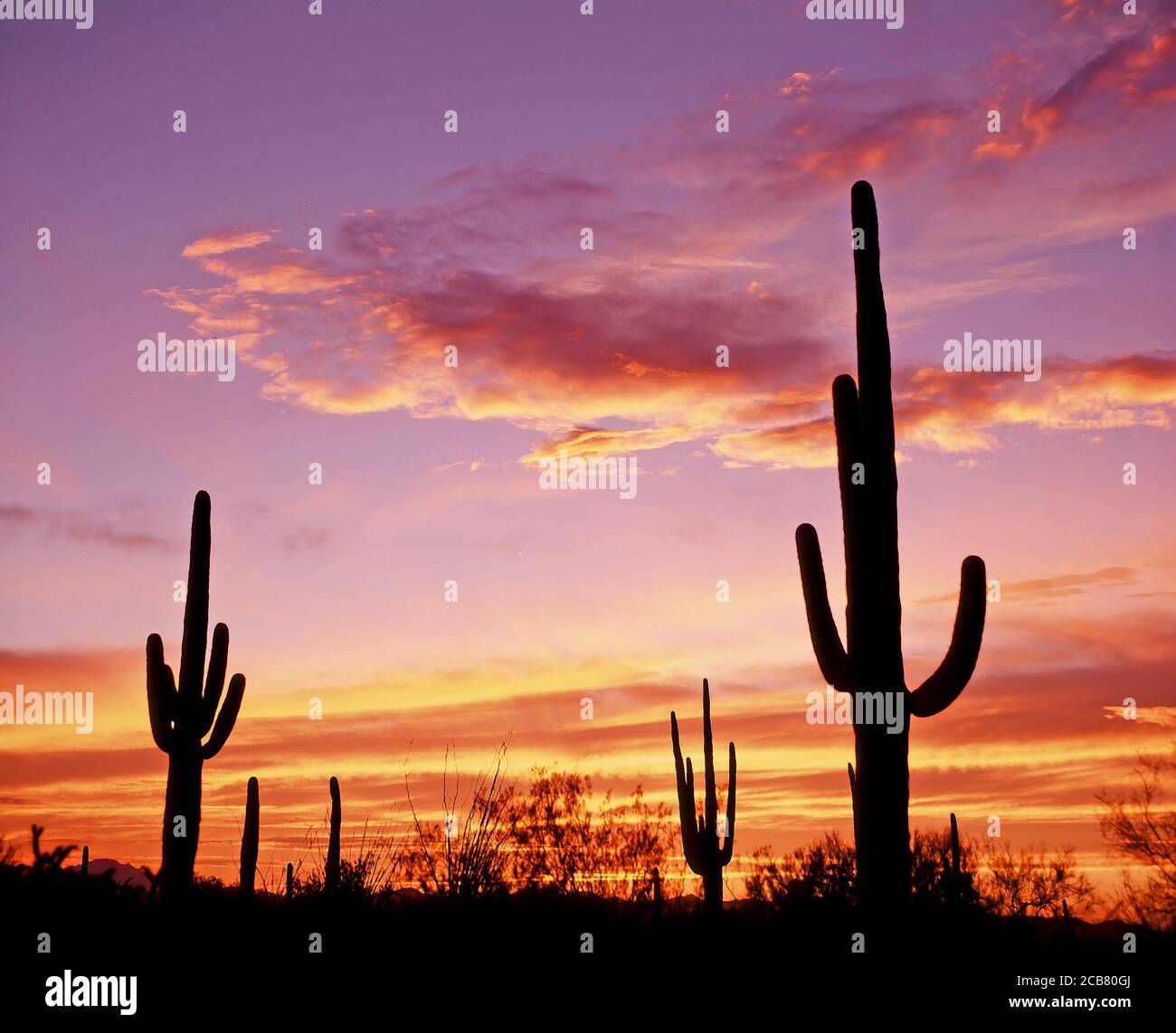 Cactua silhouetted aganist ein Sonnenuntergang Himmel, in Organ Pipe Cactus National Monument in der Sonoran Wüste im Süden von Arizona in den Vereinigten Staaten Stockfoto