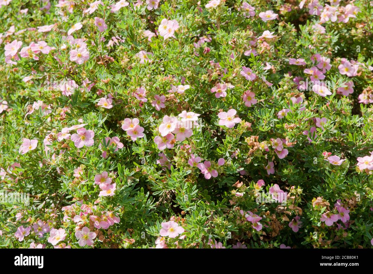 Potentilla fruticosa Rosa Dame Stockfoto