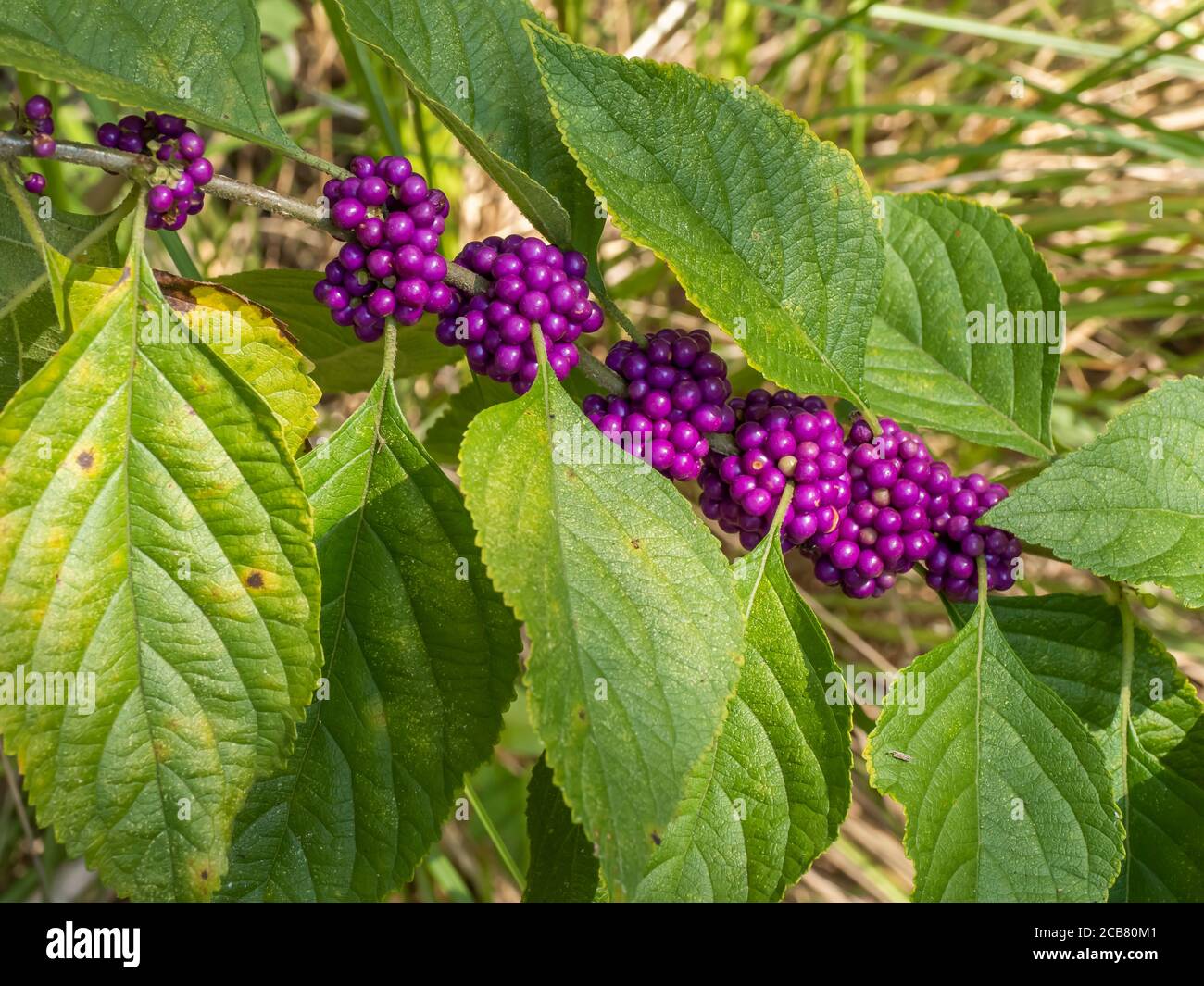 American Beauty Berry) wächst im Oscar Sherer State Park in Osprey Florida USA natürlich, Natur Stockfoto