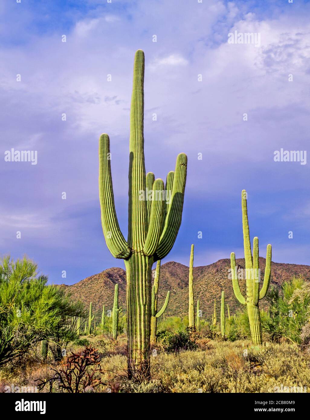 Am späten Nachmittag Licht auf Kaktus in Organ Pipe Cactus National Monument in der Sonoran Wüste im Süden von Arizona in der Usa Stockfoto