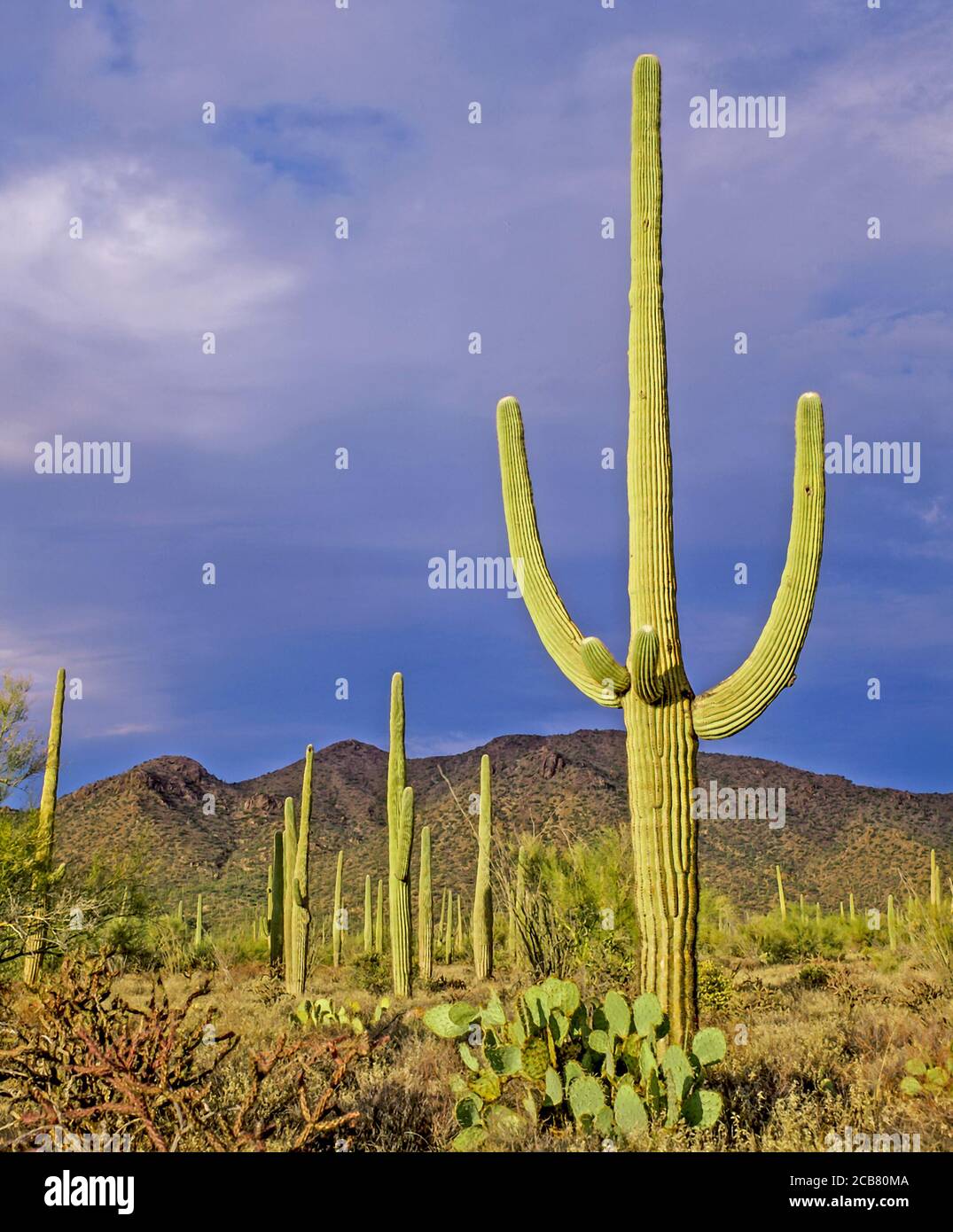 Am späten Nachmittag Licht auf Kaktus in Organ Pipe Cactus National Monument in der Sonoran Wüste im Süden von Arizona in der Usa Stockfoto