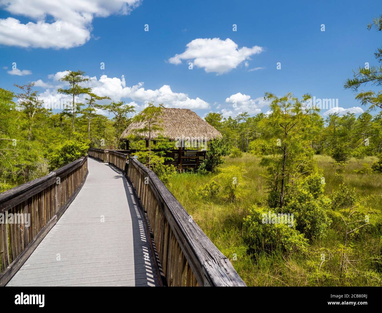 Boardwalk durch Zypressen im Kirby Storter Roadside Park in Big Cypress Preserve im südlichen Florida USA Stockfoto
