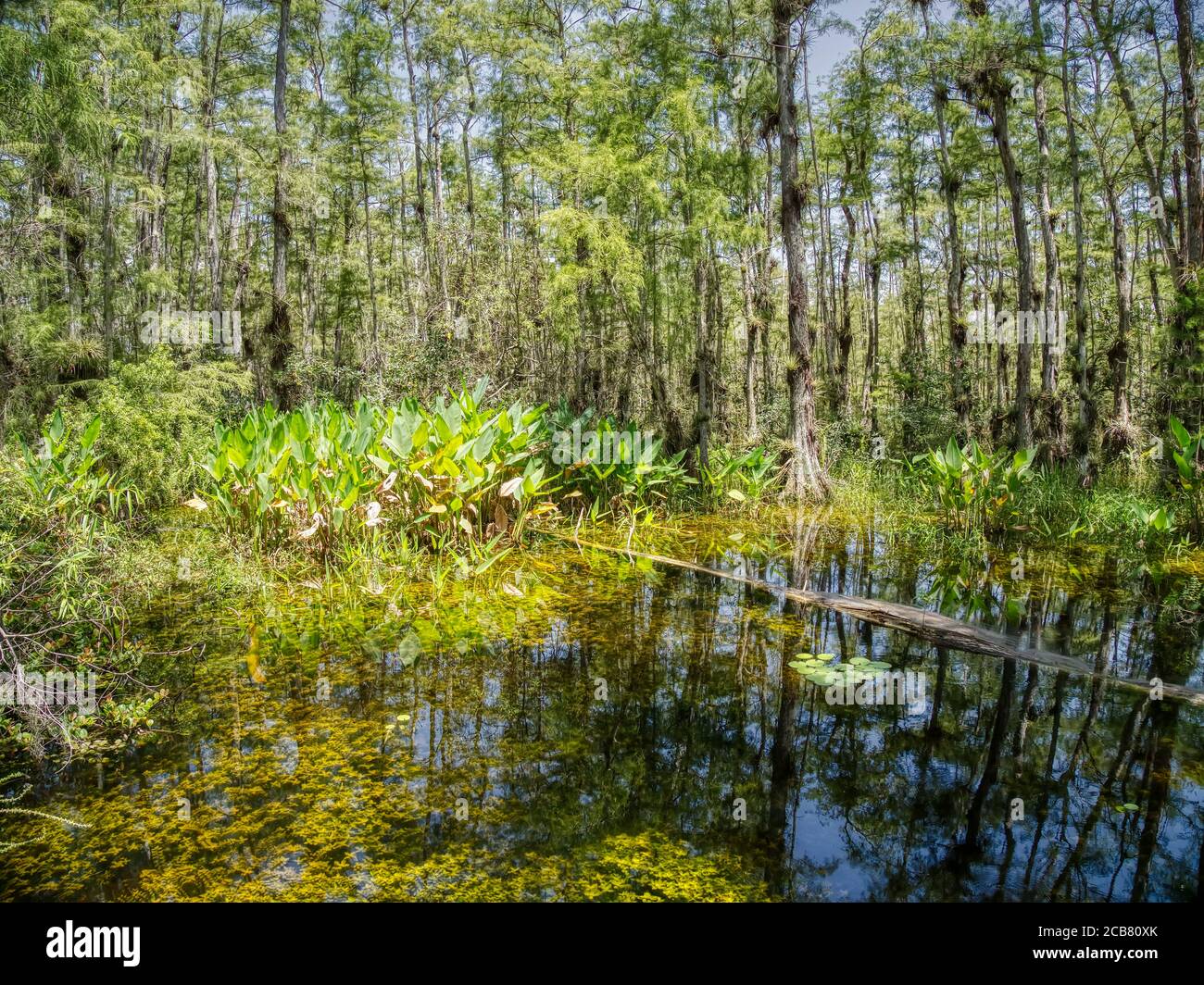 Big cypress swamp national preserve Fotos und Bildmaterial in hoher