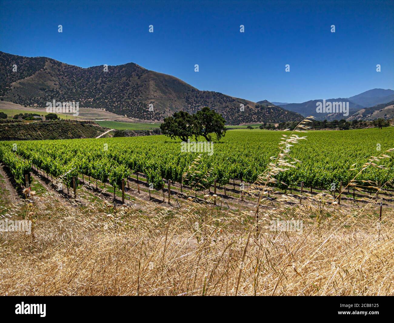 Arroyo Seco Canyon Weinberge, Monterey Co., Kalifornien. USA Stockfoto