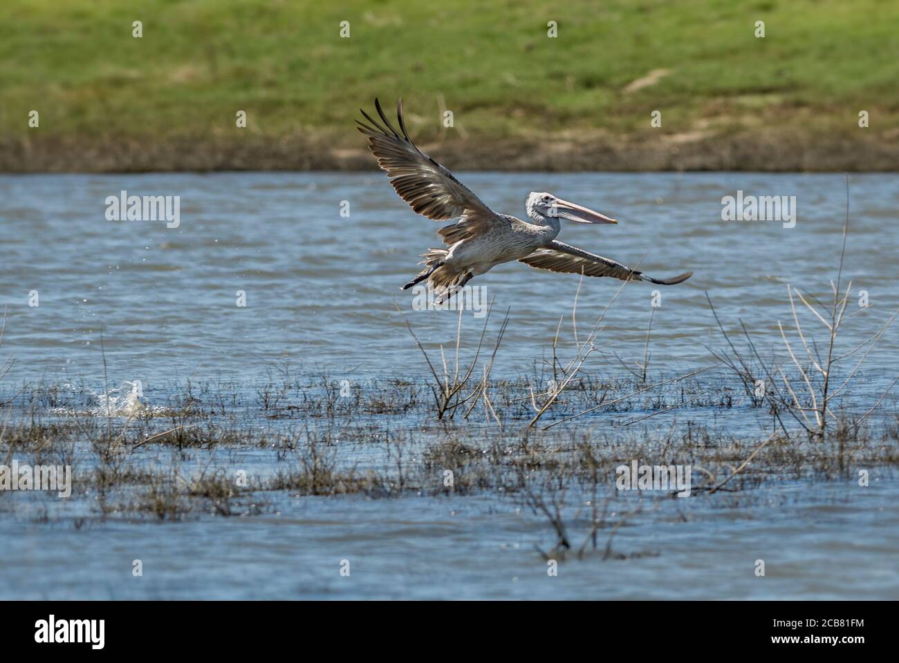 Spot-billed Pelican - Pelecanus philippensis, große weiße Pelikan aus Sri Lanka Seen, Sri Lanka. Stockfoto