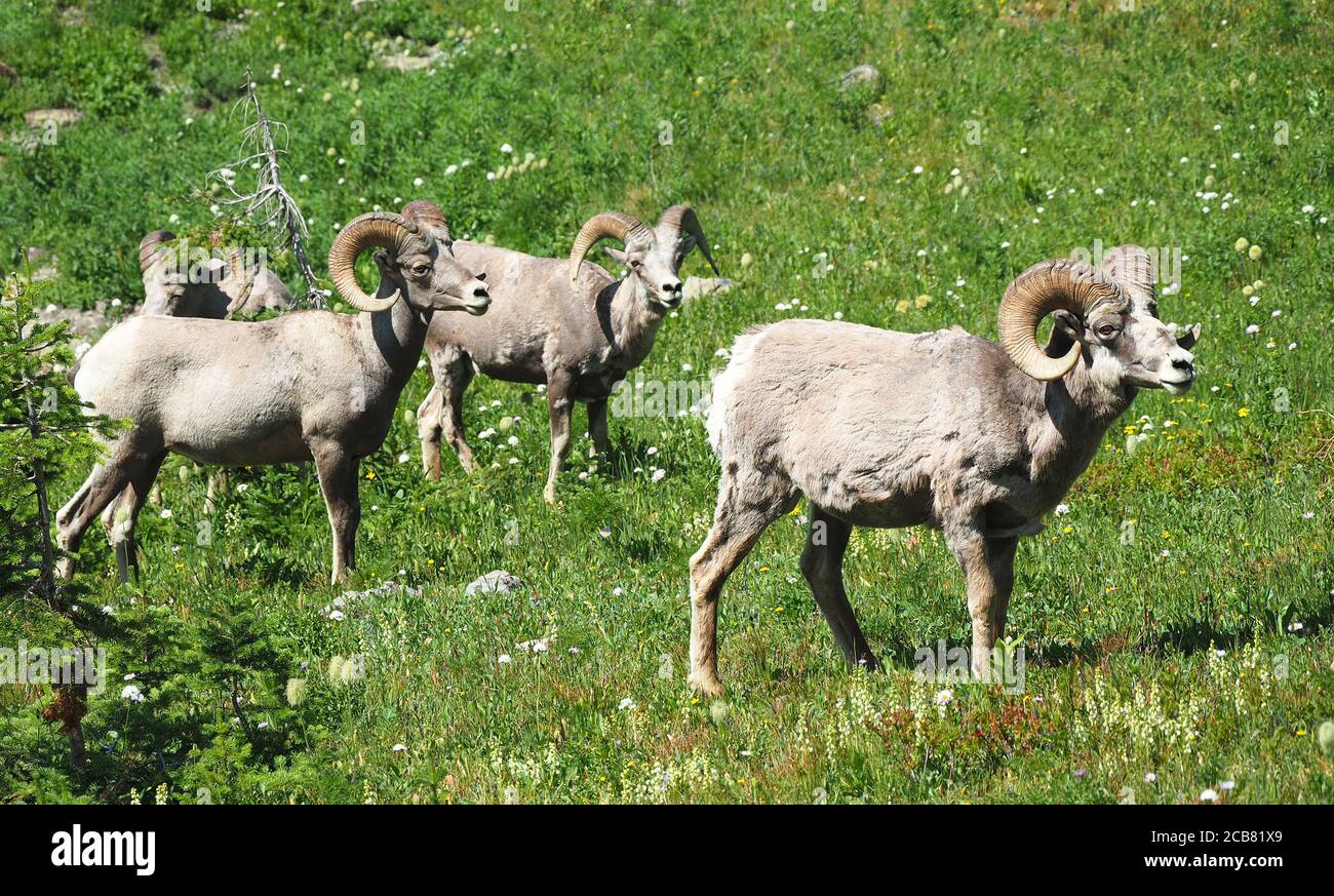 Vier männliche Big Horned Schafe wird von der dominanten Männlich in Glacier National Park, Montana geführt Stockfoto