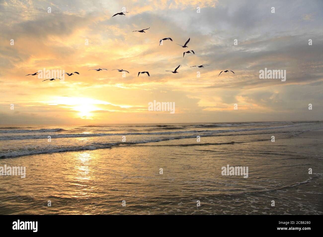 Eine große Herde Pelikane Fliegen über die Küste von Die Outer Bank von North Carolina als die Sonne aufgeht Stockfoto