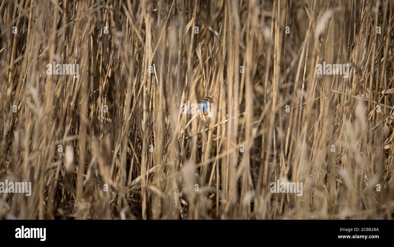 Weißfleckiger Blaukehlchen Luscinia svecica cyanecula auf einem Schilfstiel, das beste Foto Stockfoto