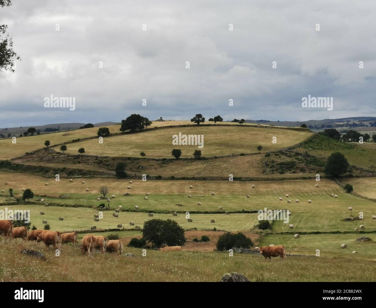 Kühe in einer ländlichen Landschaft, Aubrac, Auvergne, Frankreich Stockfoto