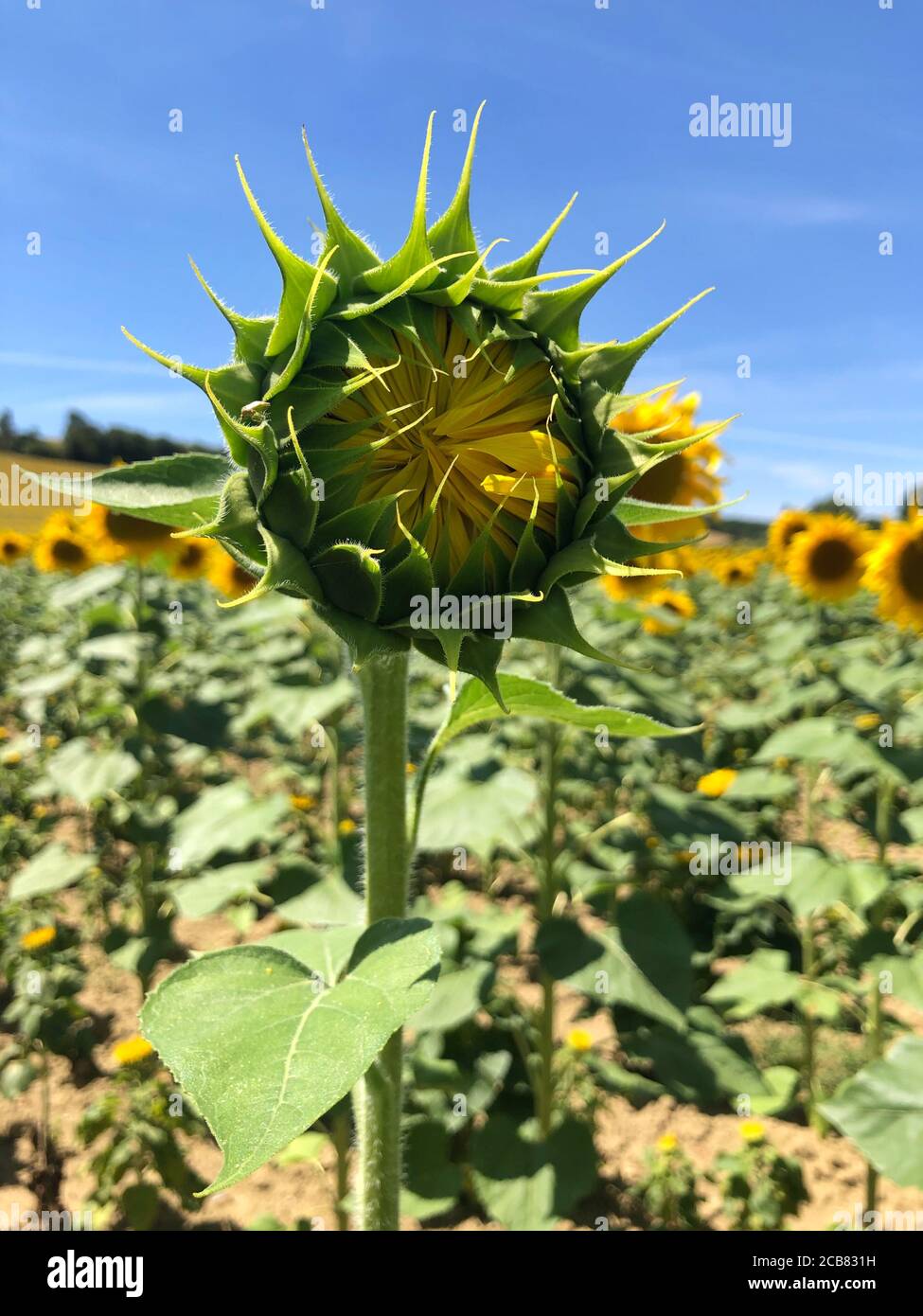 Ungeöffnete Sonnenblume in einem Feld von Sonnenblumen, Occitanie, Frankreich Stockfoto