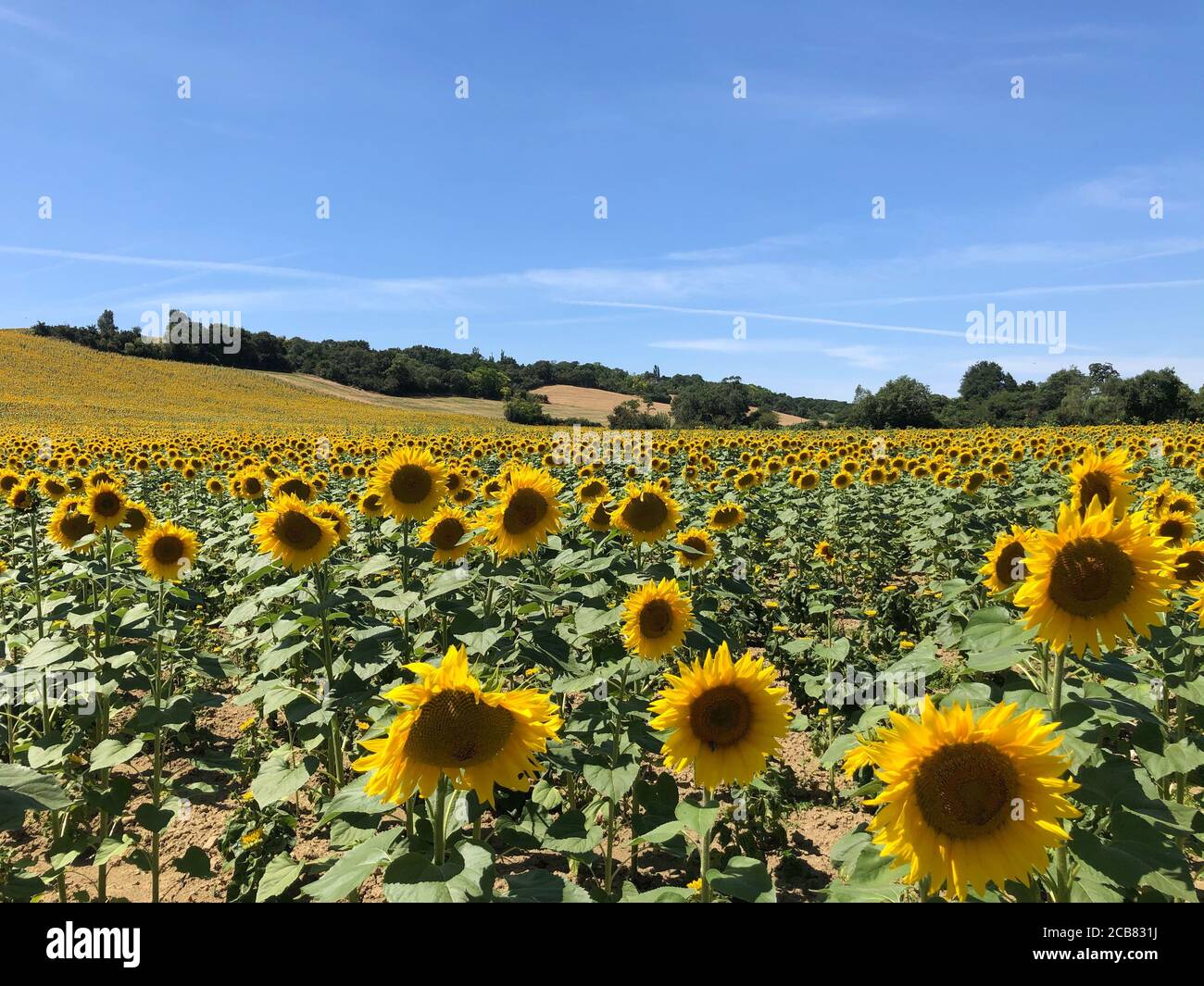 Sonnenblumenfeld, Occitanie, Frankreich Stockfoto