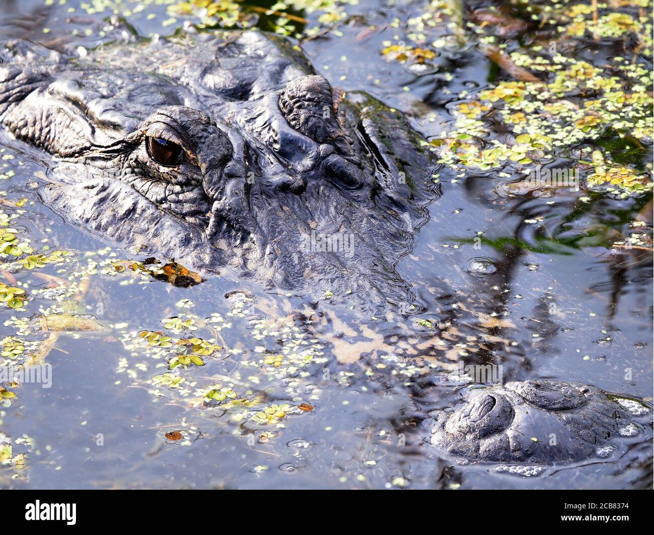 Ein Nahaufnahme Fokus gestapeltes Bild des Kopfes eines Reifer amerikanischer Alligator in der Wildnis Stockfoto
