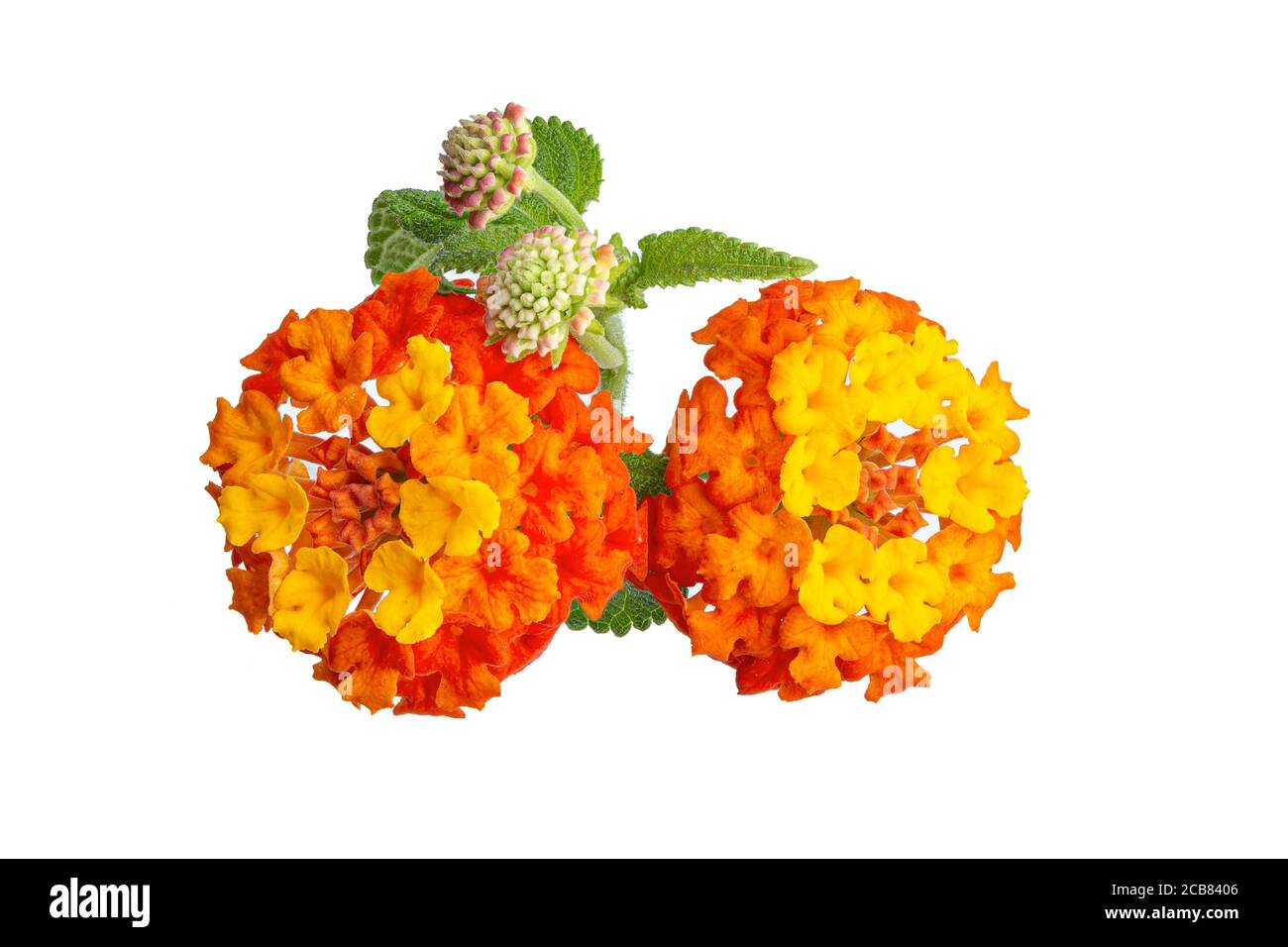 Lantana Camara Blume isoliert auf weißem Hintergrund. Gelbe und orange Blume Stockfoto