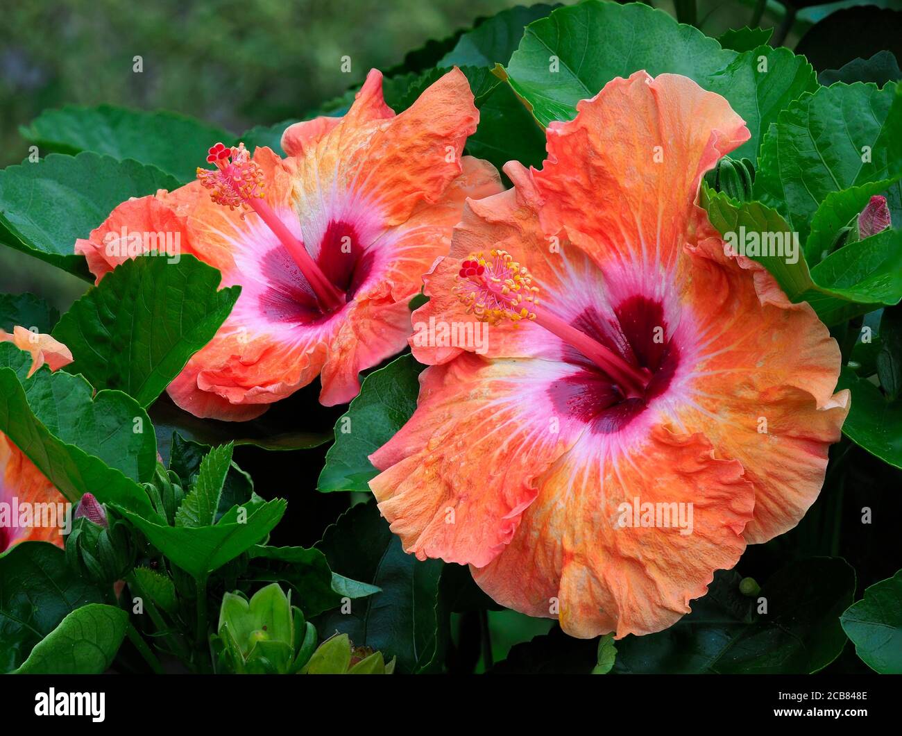 Nahaufnahme eines gestapelten Fokusbildes von Orange Hibiscus nach Der Regen Stockfoto
