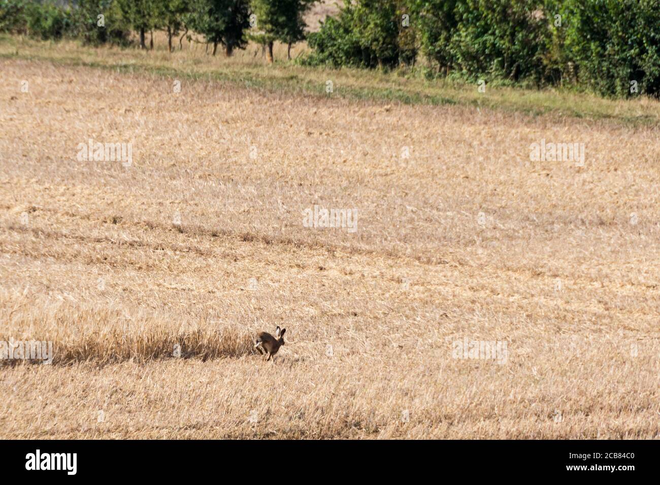 Der Europäische Hase, Lepus europaeus, läuft für die Deckung, da das letzte Feld geerntet wird. Stockfoto